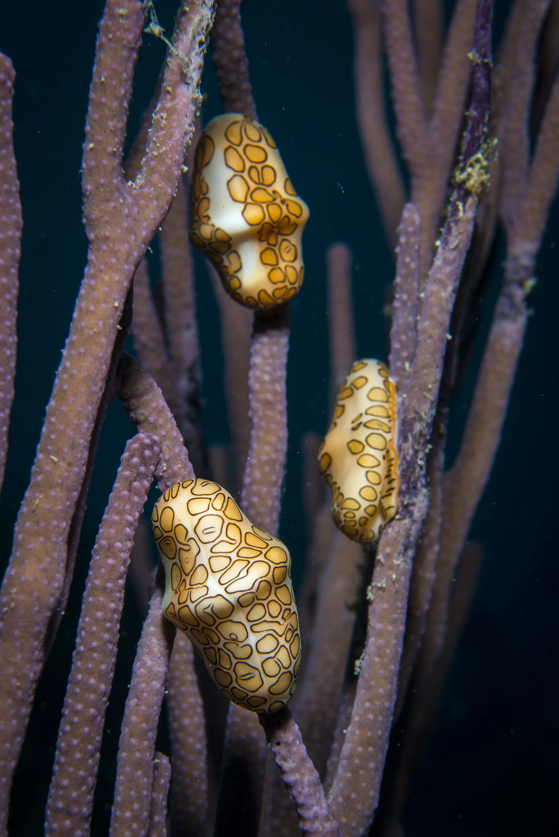 Flamingo Tongues on searods CREDIT: ELLEN CUYLAERTS / coral reef image bank