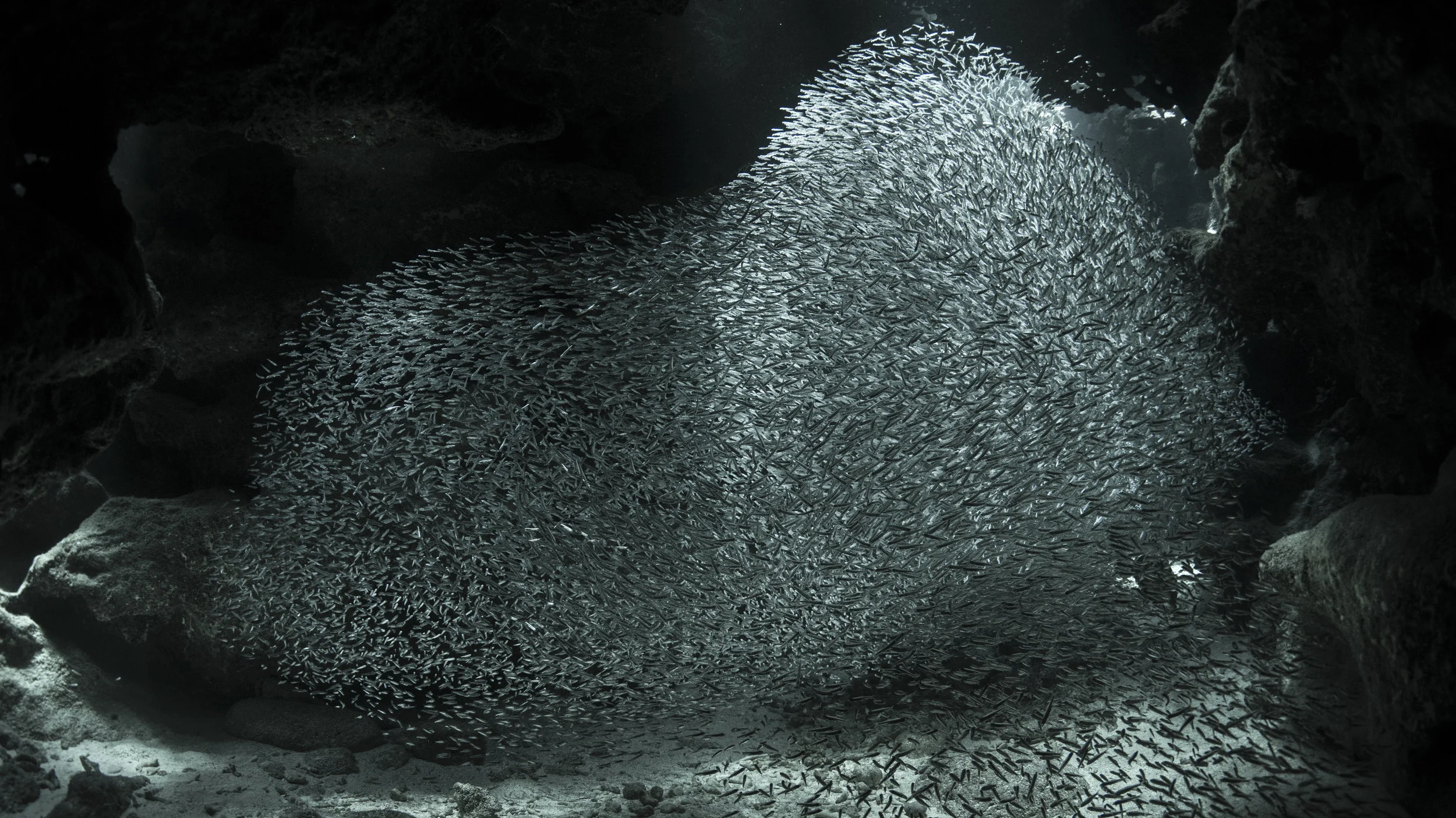 Silversides Devil's Grotto, Grand Cayman CREDIT: Ellen Cuylaerts / coral reef image bank