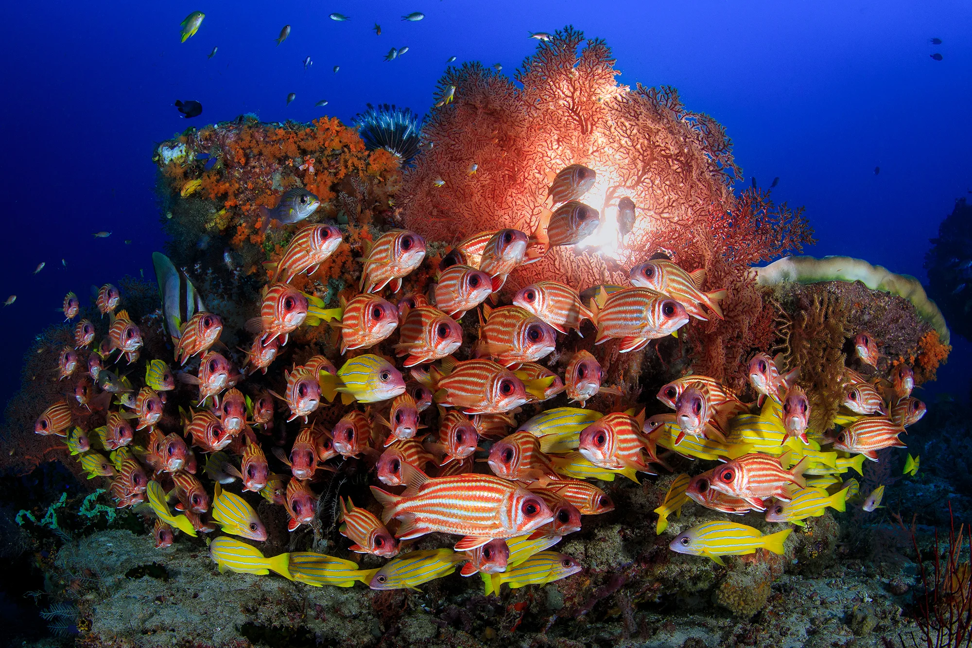 A SCHOOL of SQUIRREL FISH in raja ampat CREDIT: YEN-YI LEE / coral reef image bank