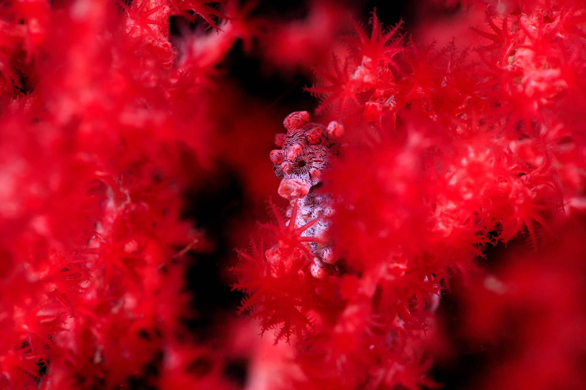 pygmy SEAHORSE IN LEMBAH credit: yen-yi lee / coral reef image bank