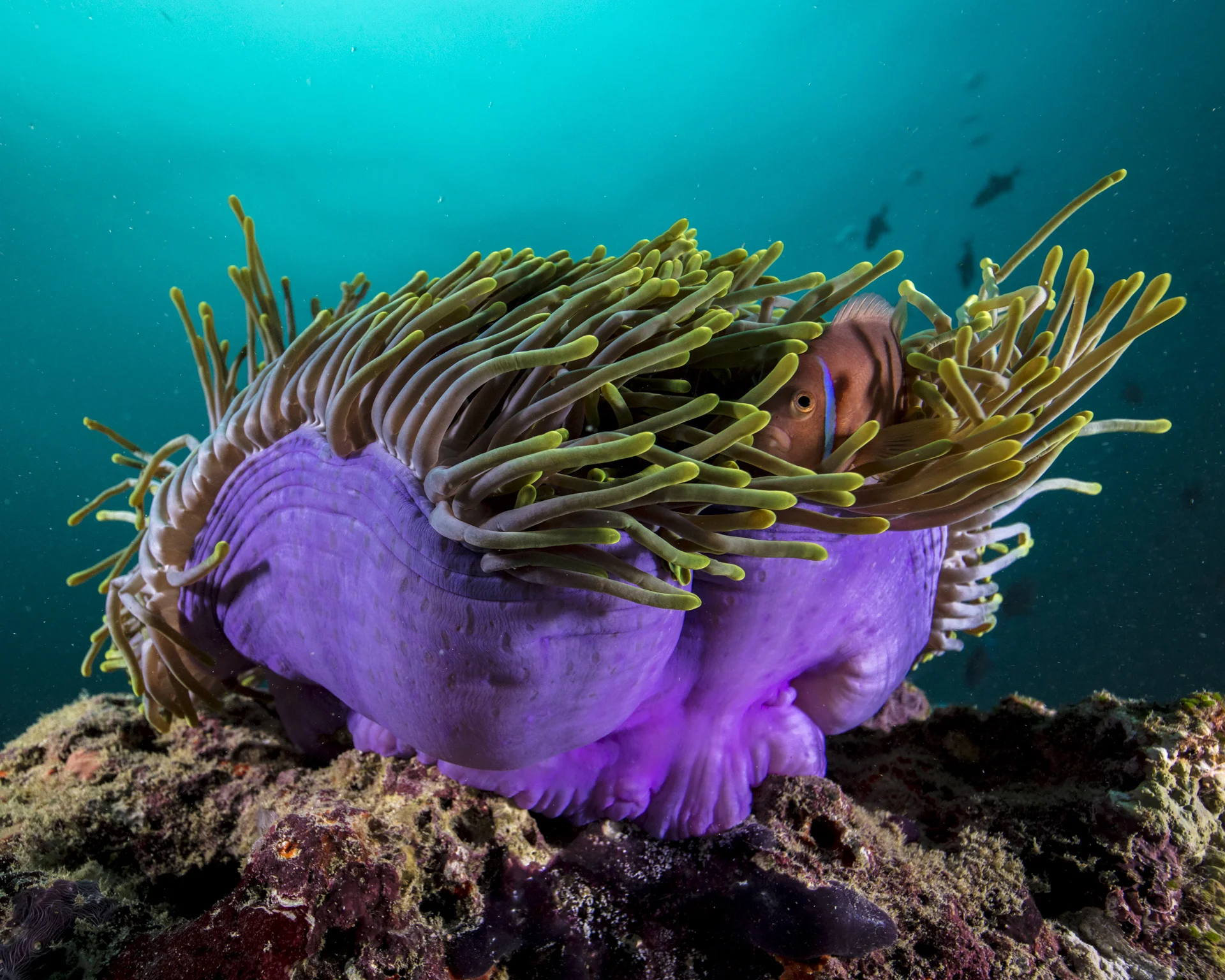 clownfish in anemone, maldives Credit: David p. robinson, phd / coral reef image bank