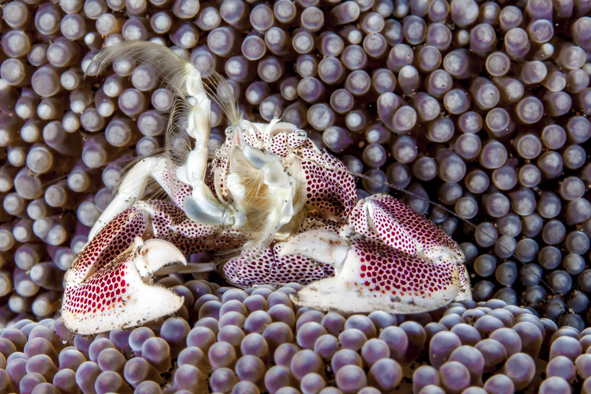 PORCELAIN crab, andaman islands Credit: David P. Robinson / coral reef image bank