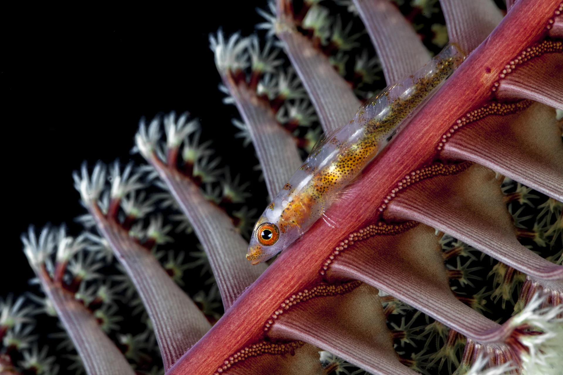 tiger gobi, bali Credit: David P. Robinson / coral reef image bank