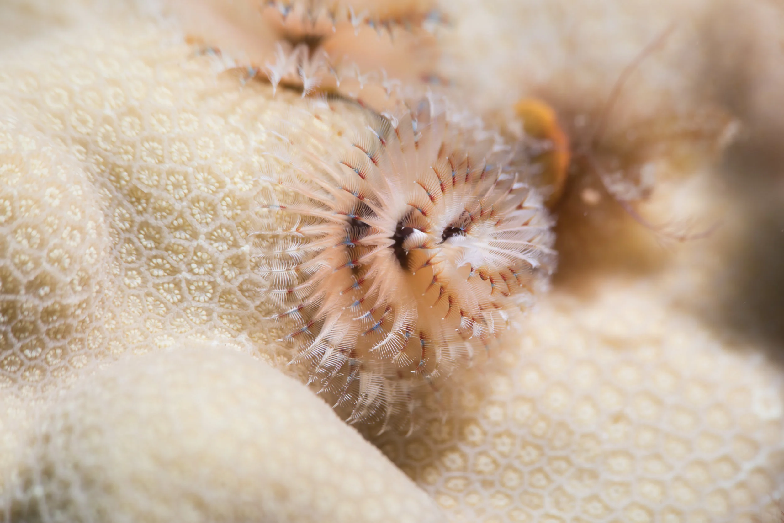 christmas tree worm CREDIT: THE OCEAN AGENCY / coral reef image bank