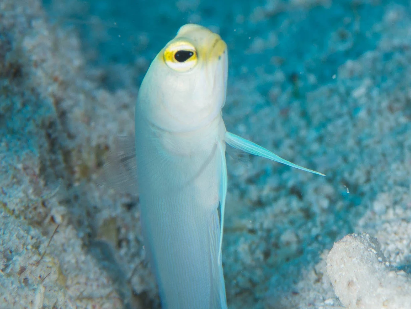 jAWFISH, CUBA CREDIT: DAVID GROSS/ coral reef image bank