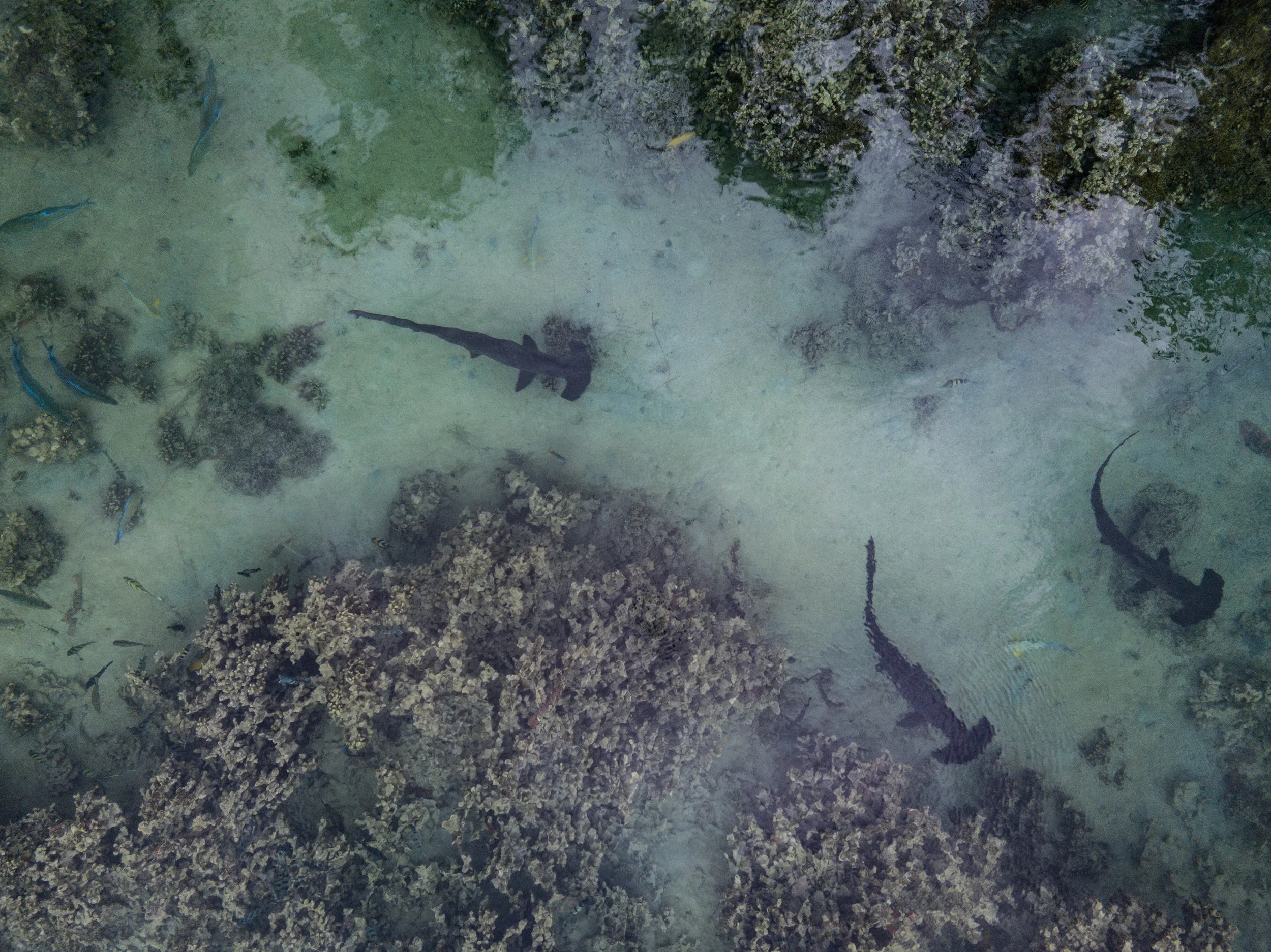 HAWAII CREDIT: Kimberly jefferies / coral reef image bank