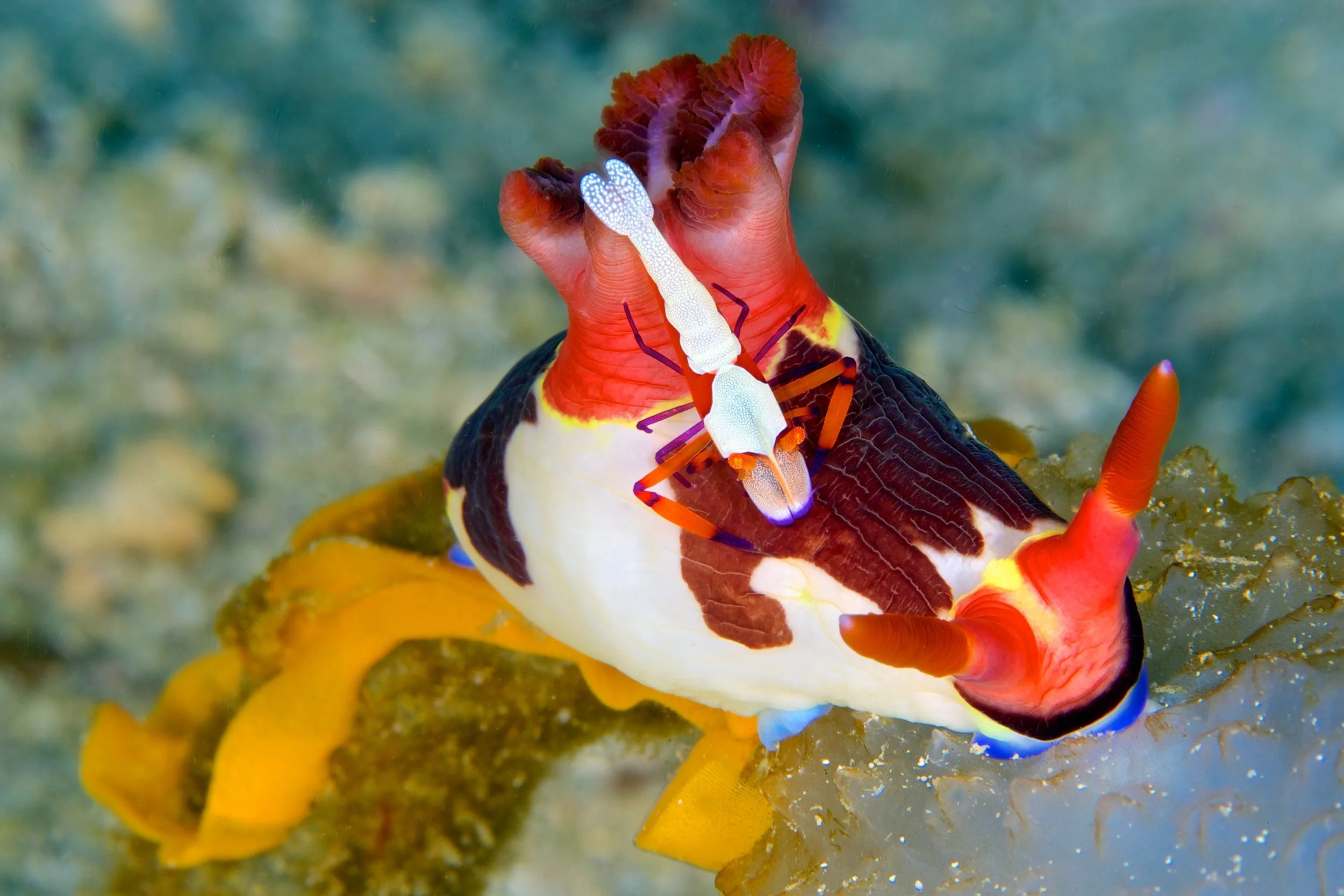 A CLEANER SHRIMP ON A NUDIBRANCH CREDIT: GREGORY PIPER / coral reef image bank