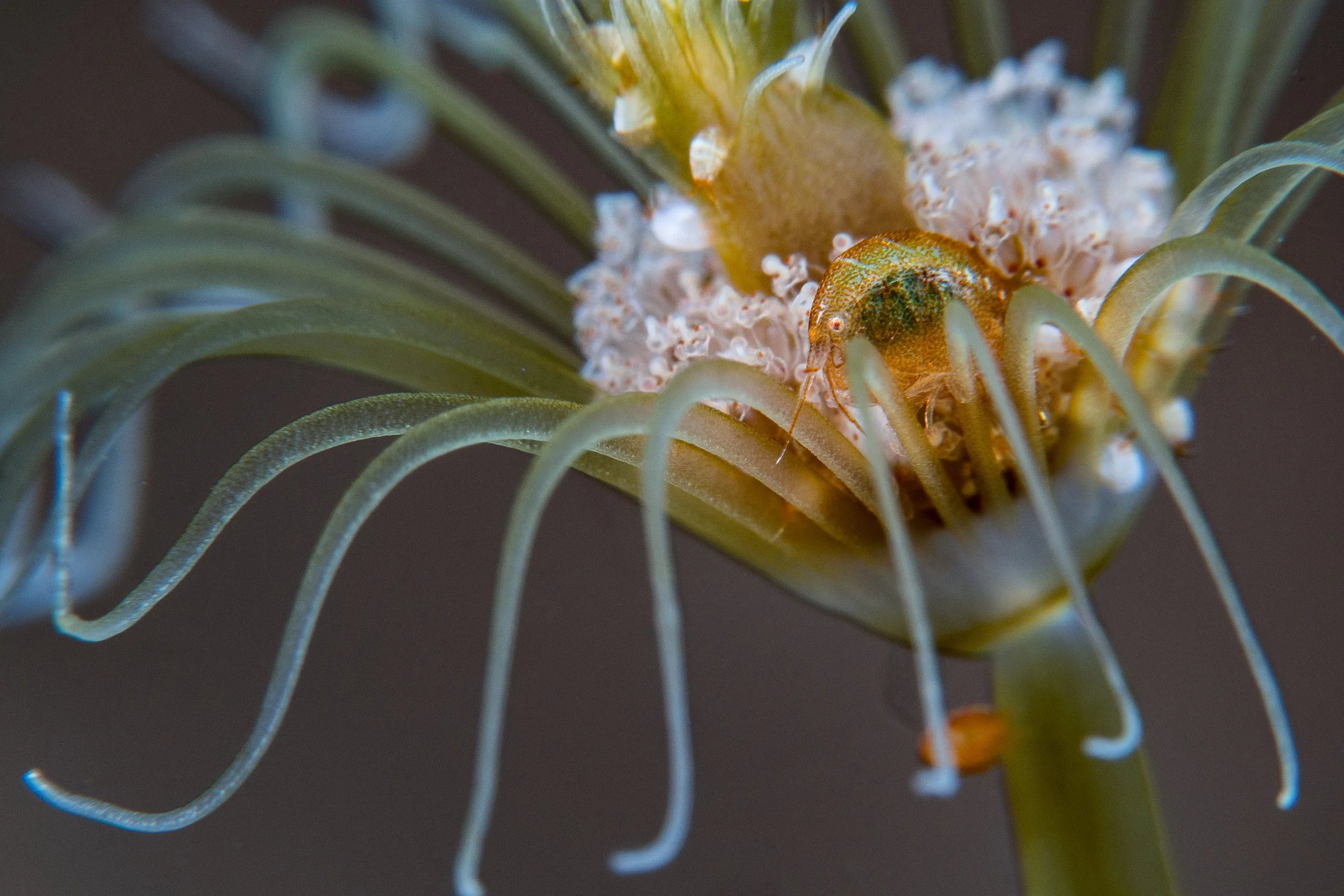 CREDIT: Wojtek Meczynsk i/ coral reef image bank