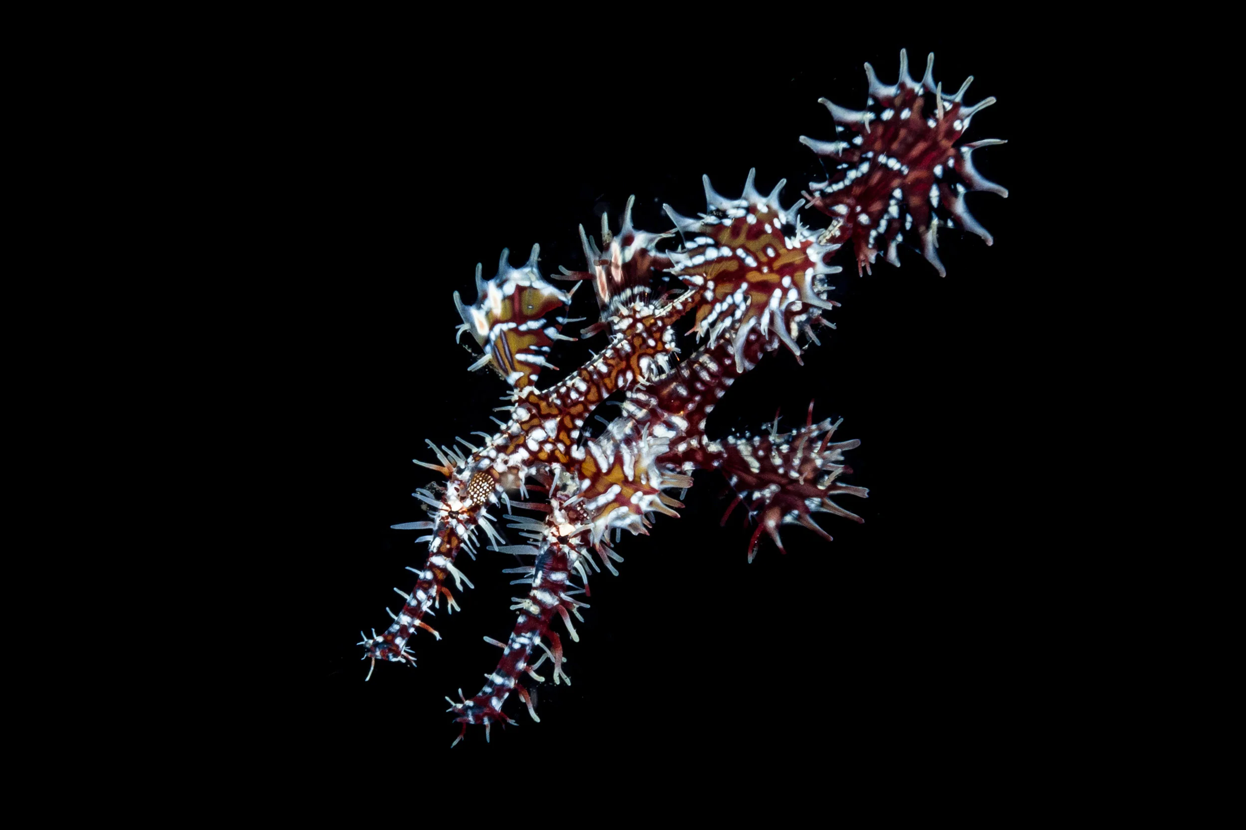 Pair of ornate ghost pipefish CREDIT: Wojtek Meczynski / coral reef image bank