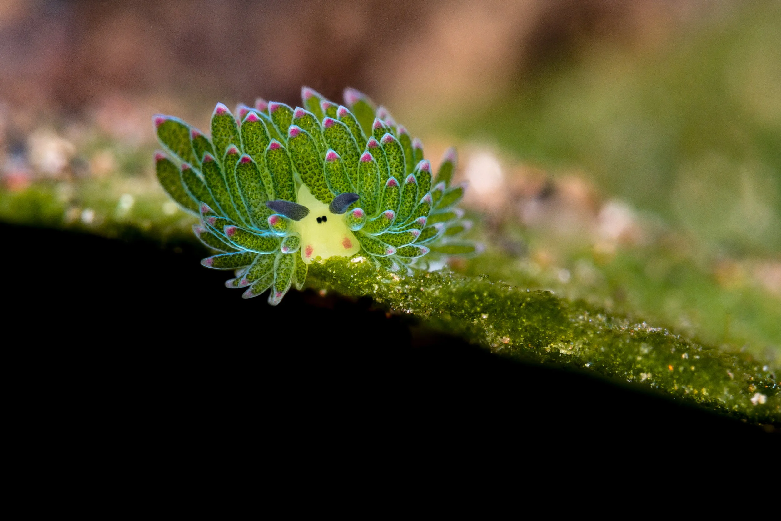 Shaun the sheep nudibranch CREDIT: Wojtek Meczynsk i/ coral reef image bank