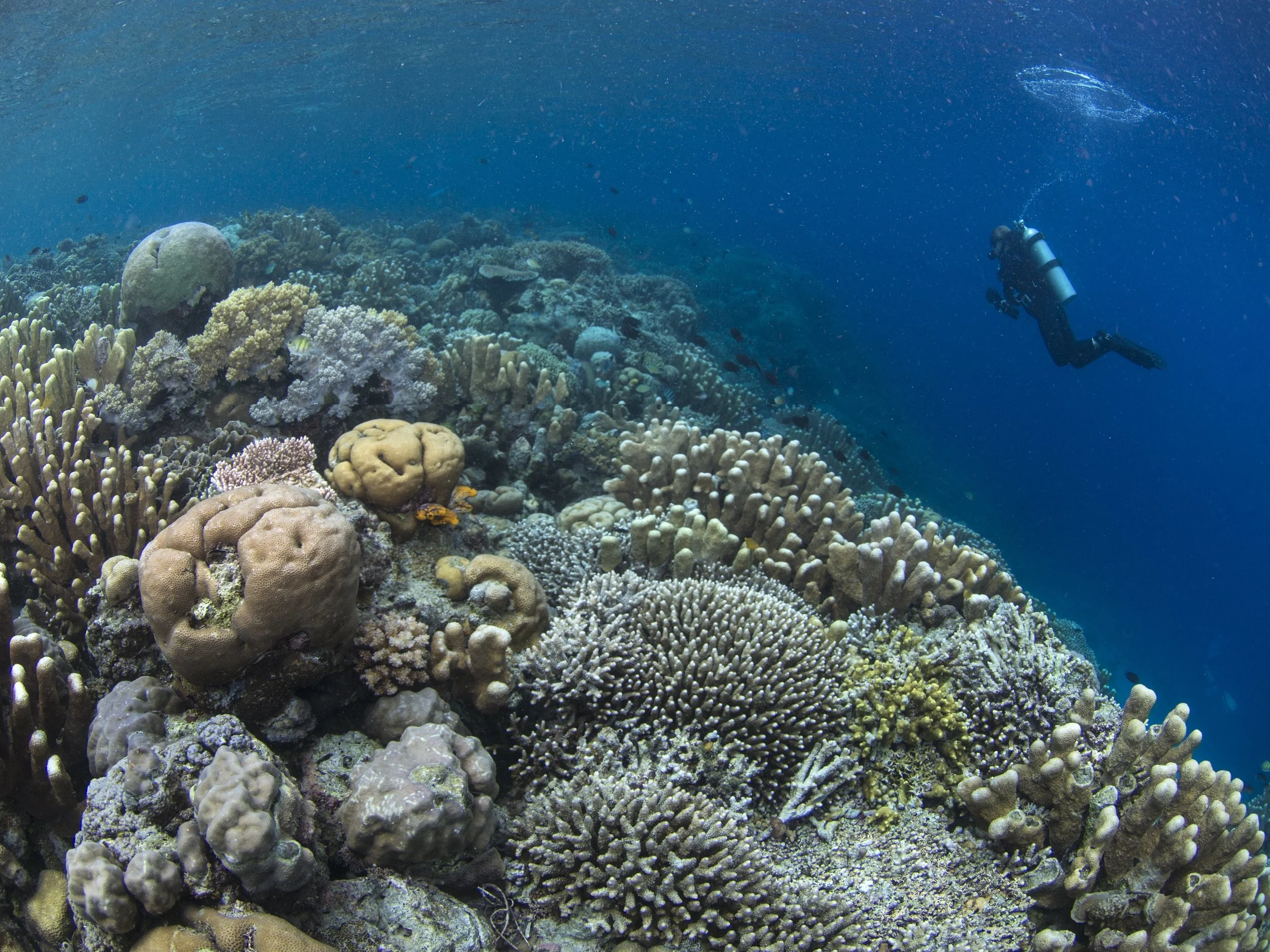 08 - A diver swims among healthy corals CREDIT: The Ocean Agency / paul g. allen philanthropies