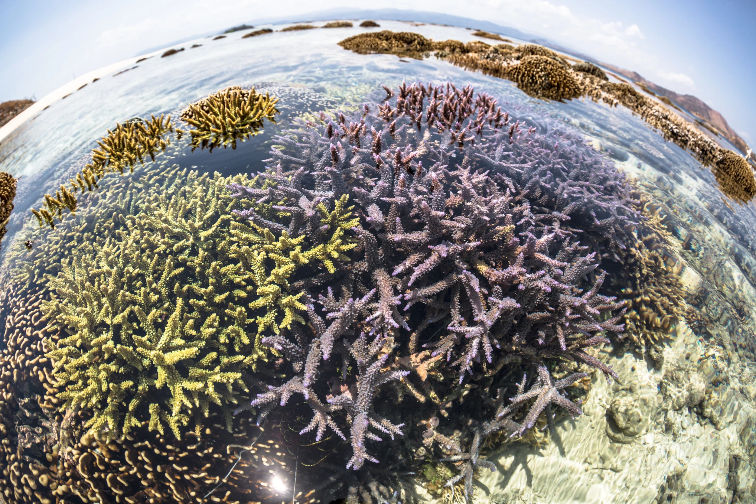03 - Restored coral colonies grow wide CREDIT: MArtin COLOGNOLI