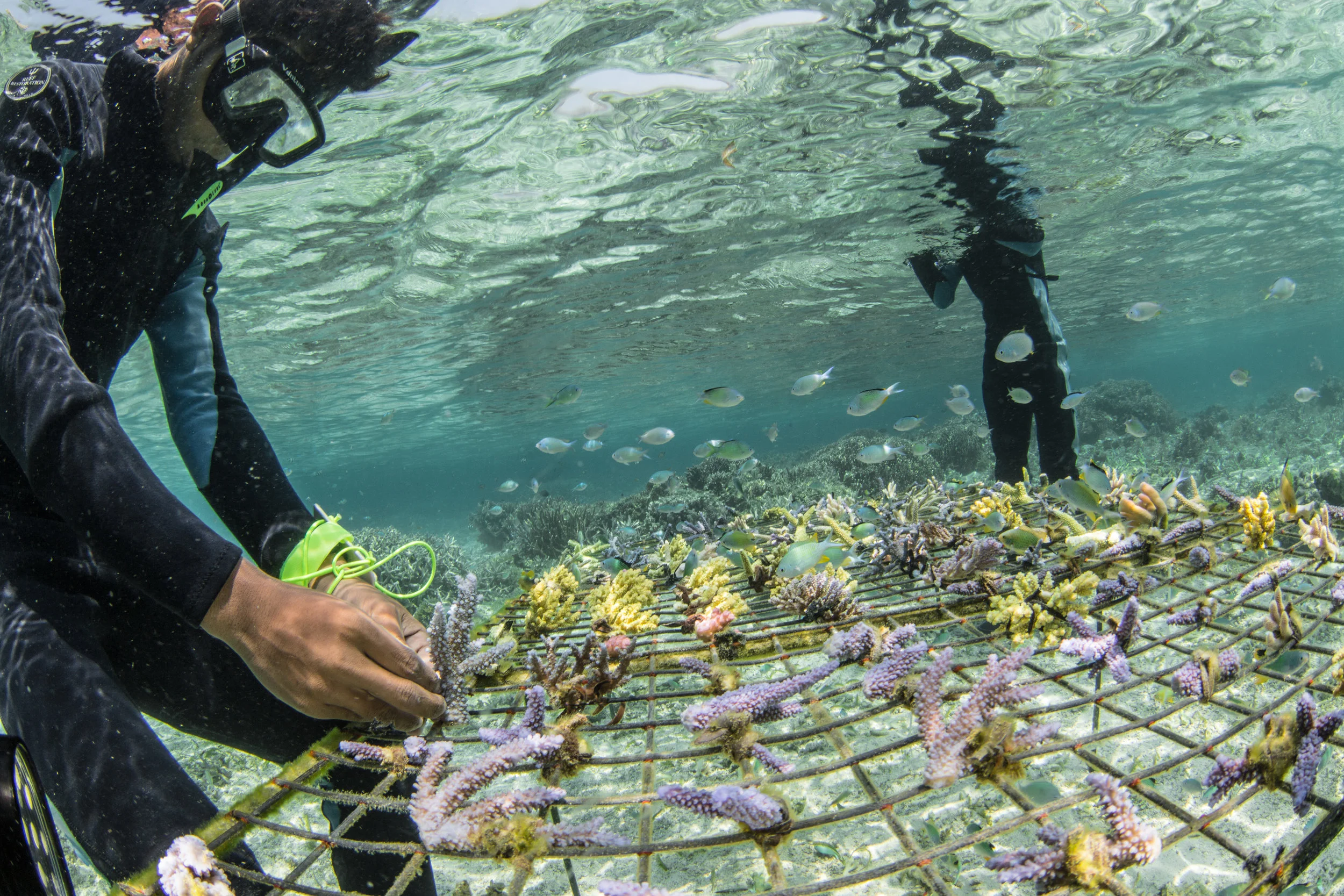 local fishermen trained in reef restoration and management are seeing a positive turn for their reefs credit: MArtin COLOGNOLI