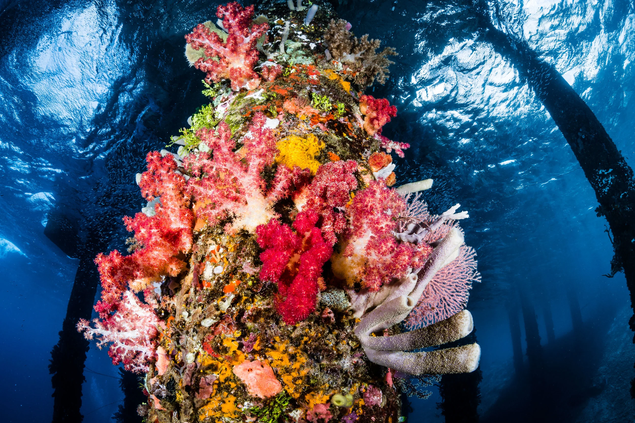 ALOR, INDONESIA CREDIT: ERIK LUKAS / CORAL REEF IMAGE BANK