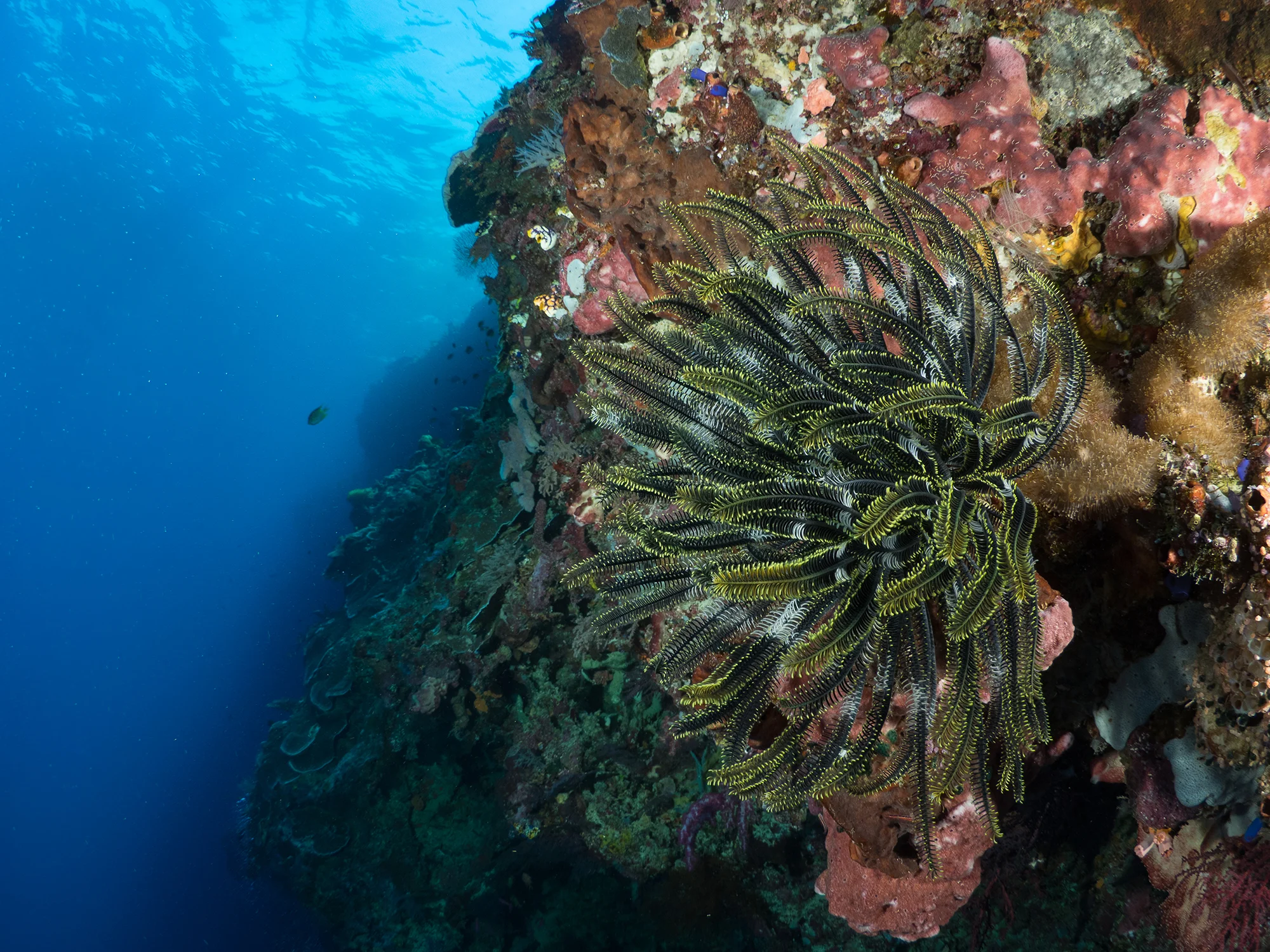 AST KALIMANTAN, INDONESIA CREDIT: SIMON J. PIERCE / CORAL REEF IMAGE BANK