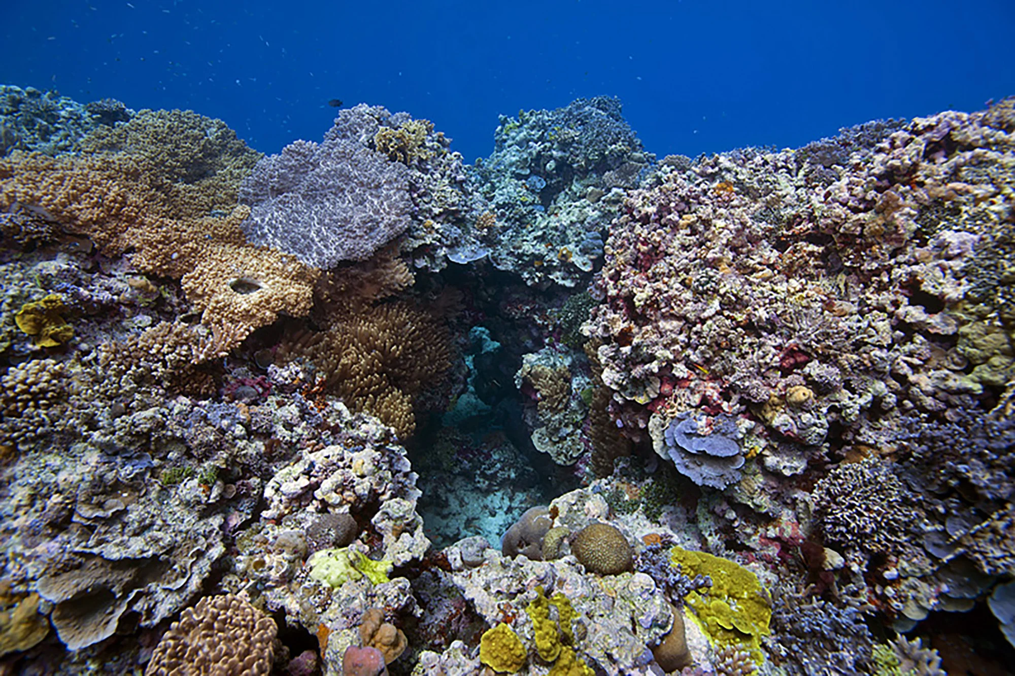 CORAL REEF, INDONESIA CREDIT: JAYNE JENKINS / CORAL REEF IMAGE BANK