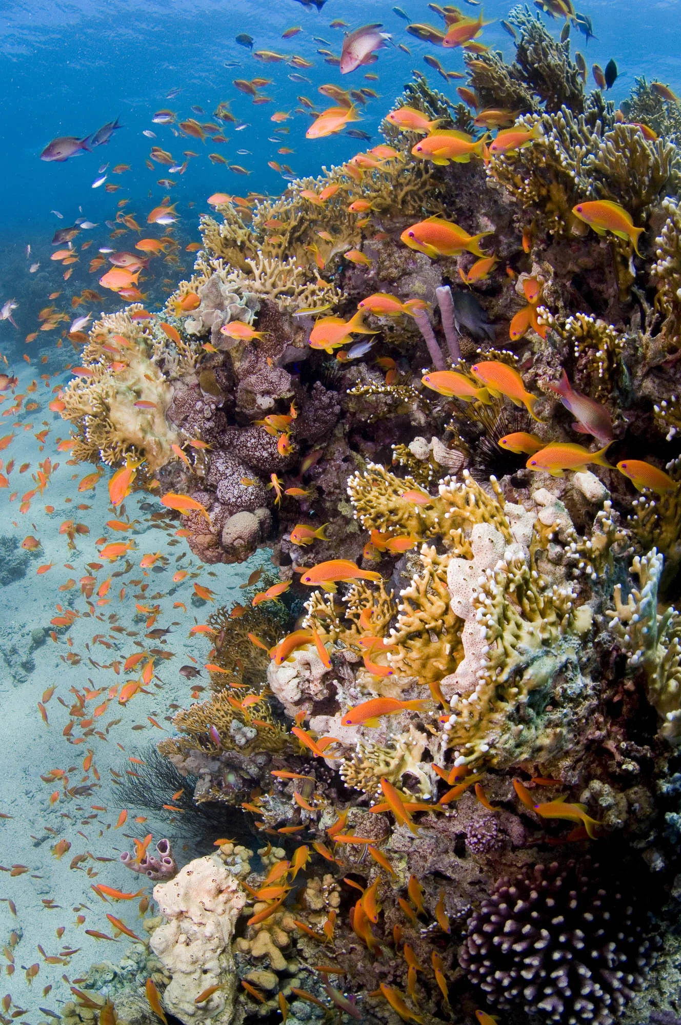 AQABA, JORDAN CREDIT: WARREN BAVERSTOCK / coral reef image bank