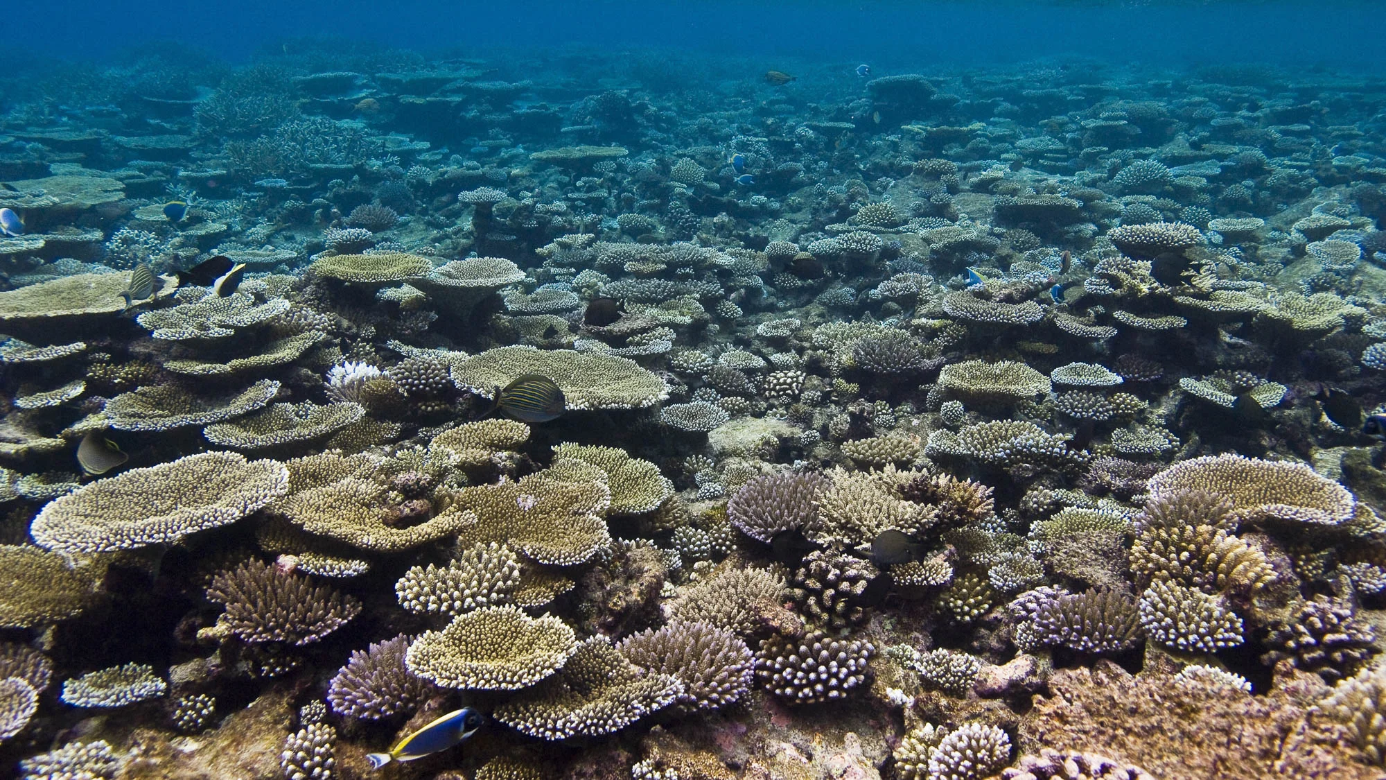 GAAFU ALIFU ATOLL, MALDIVES CREDIT: WARREN BAVERSTOCK / coral reef image bank