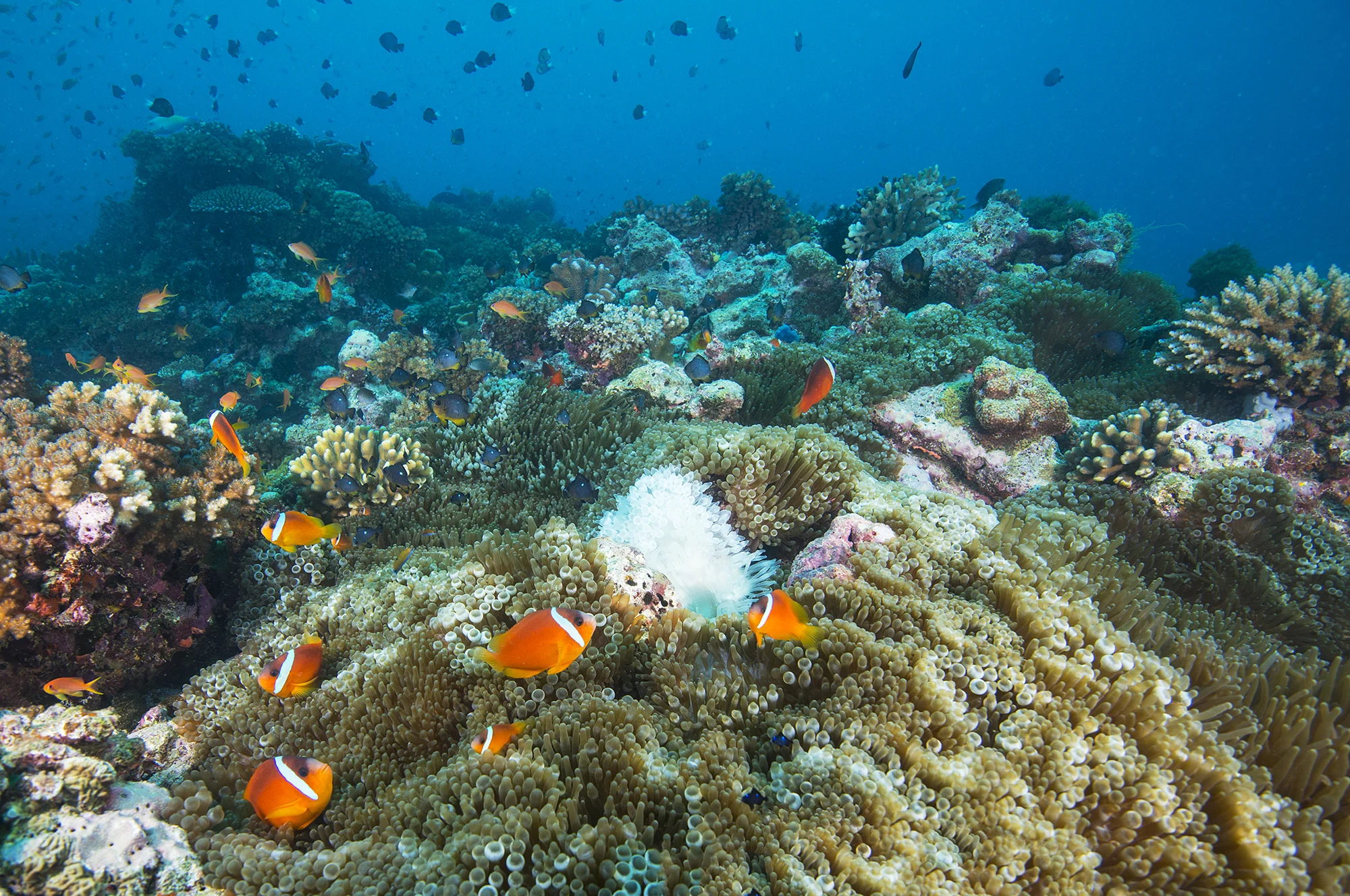 FIJI CREDIT: JAYNE JENKINS / CORAL REEF IMAGE BANK