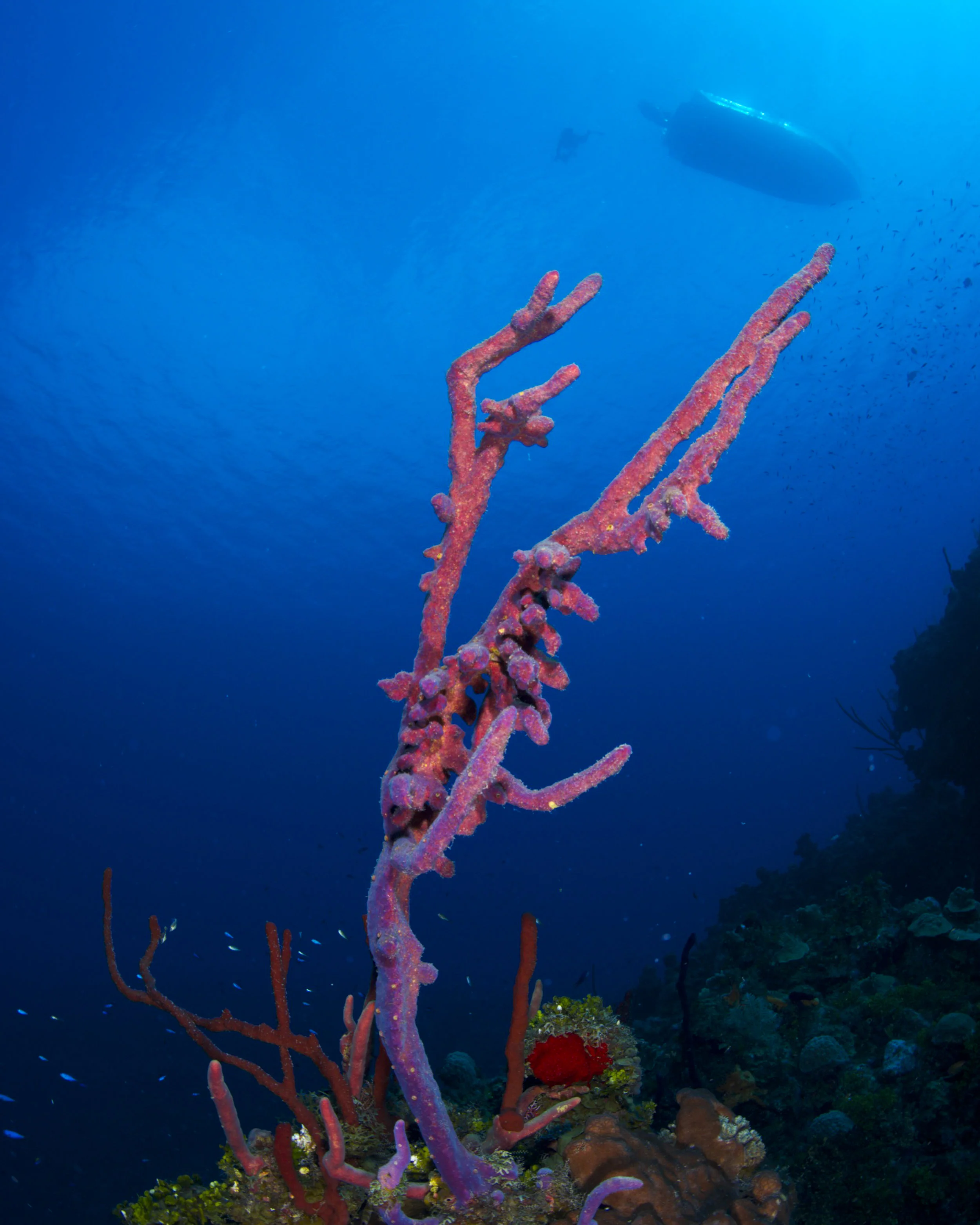 ROW PORE ROPE SPONGE, GRAND CAYMAN CREDIT: ELLEN CUYLAERTS / coral reef image bank