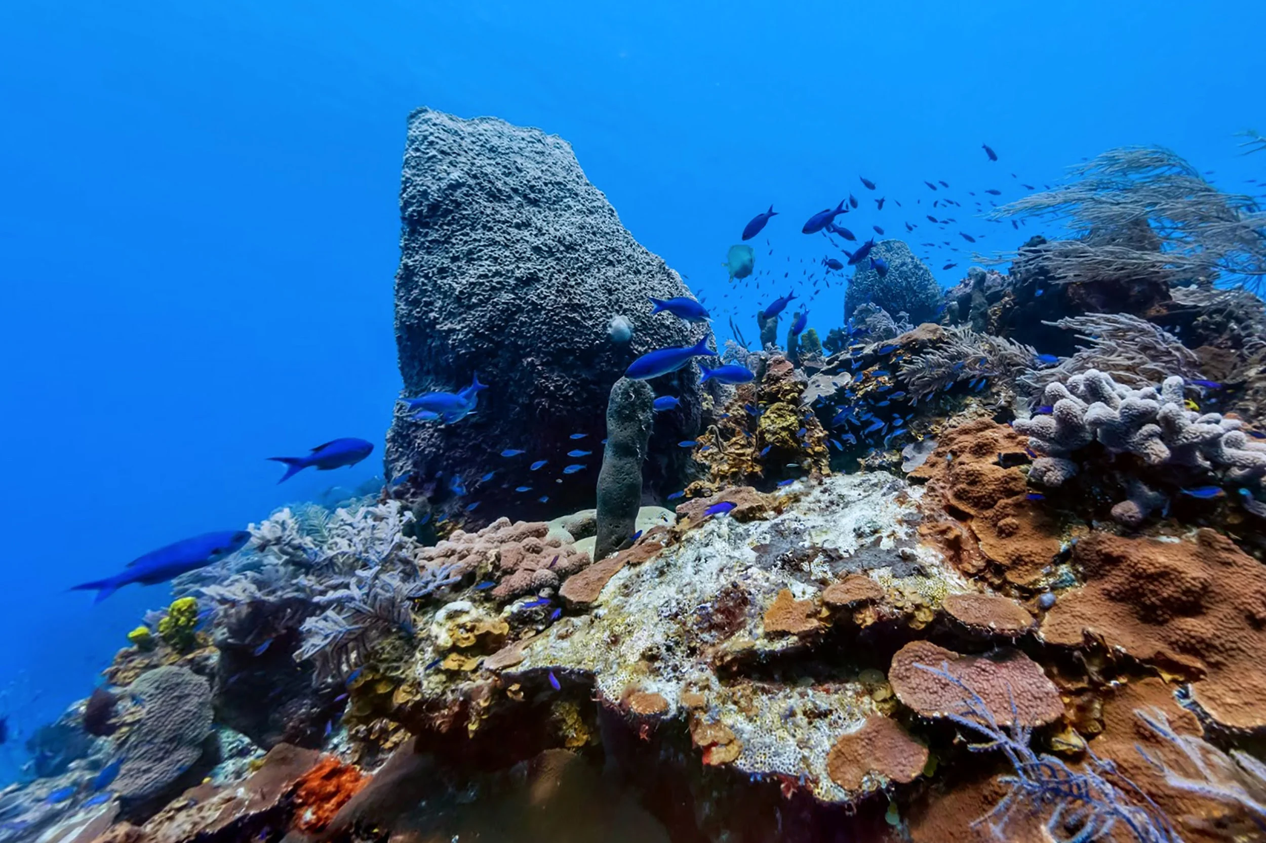 CONCEPTION RESERVE, BAHAMAS CREDIT: THE OCEAN AGENCY / XL CATLIN SEAVIEW SURVEY
