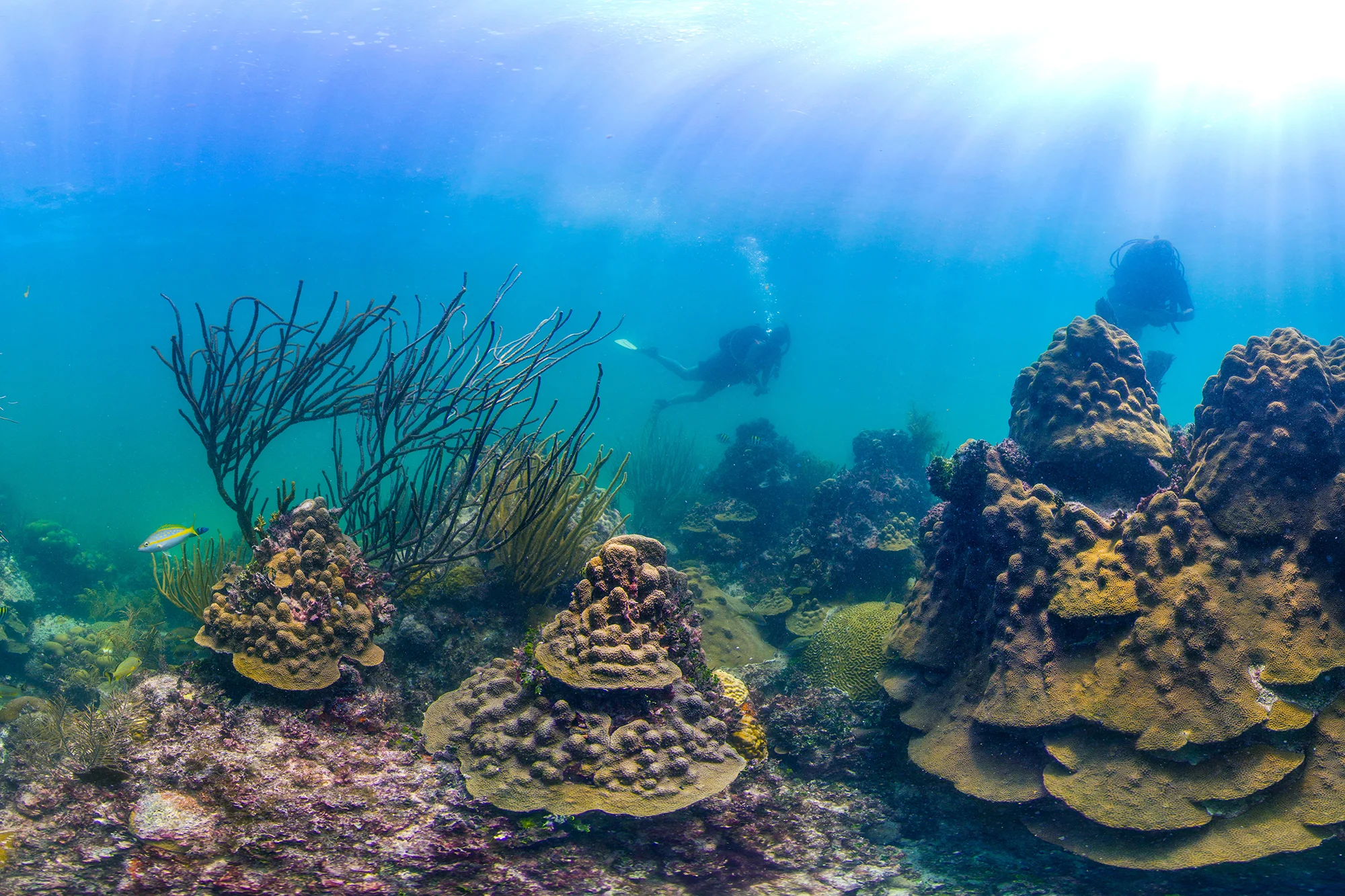 FLORIDA CREDIT: THE OCEAN AGENCY / coral reef image bank