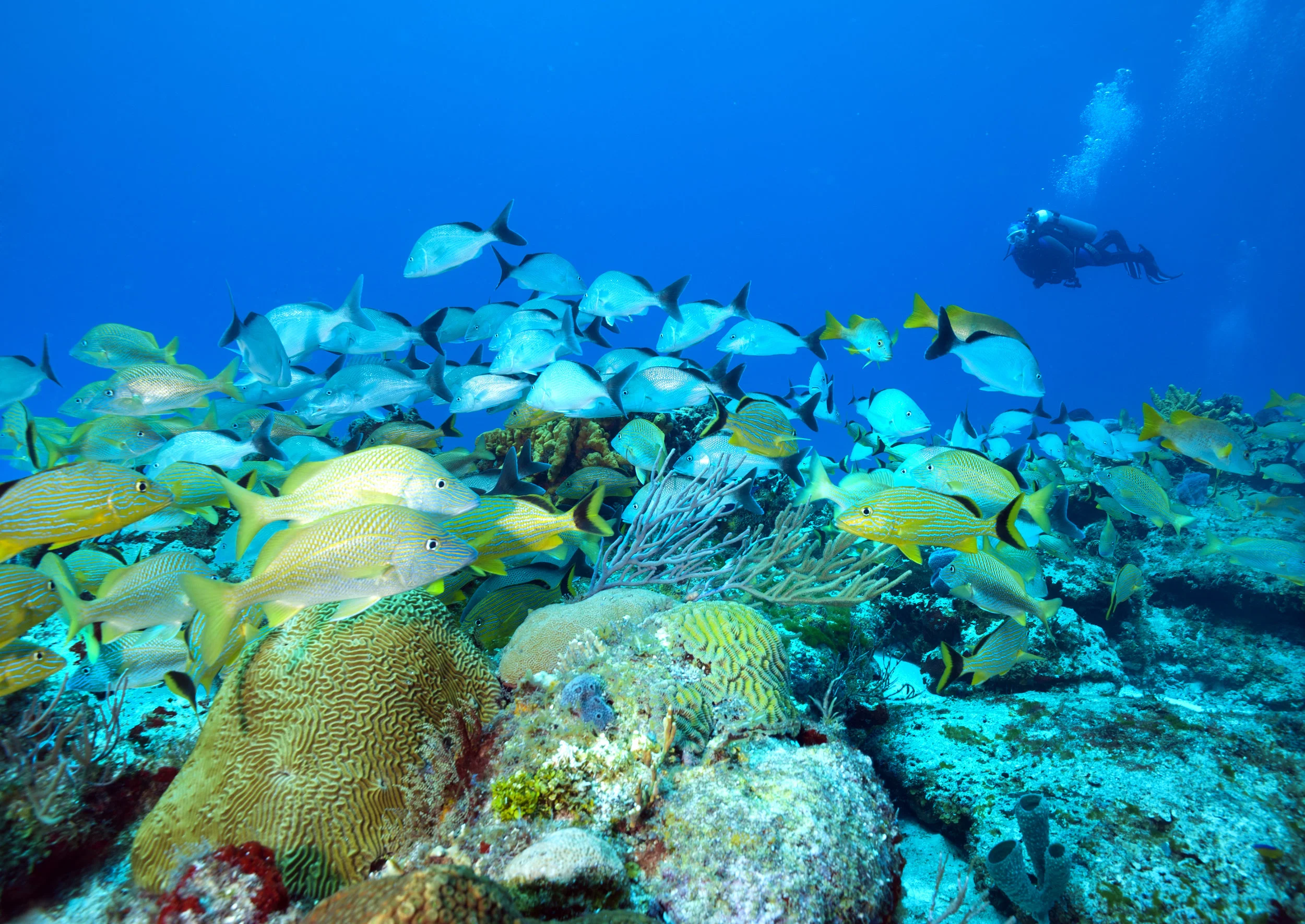 PALANCAR REEF - COZUMEL CREDIT: JETT BRITNELL / CORAL REEF IMAGE BANK