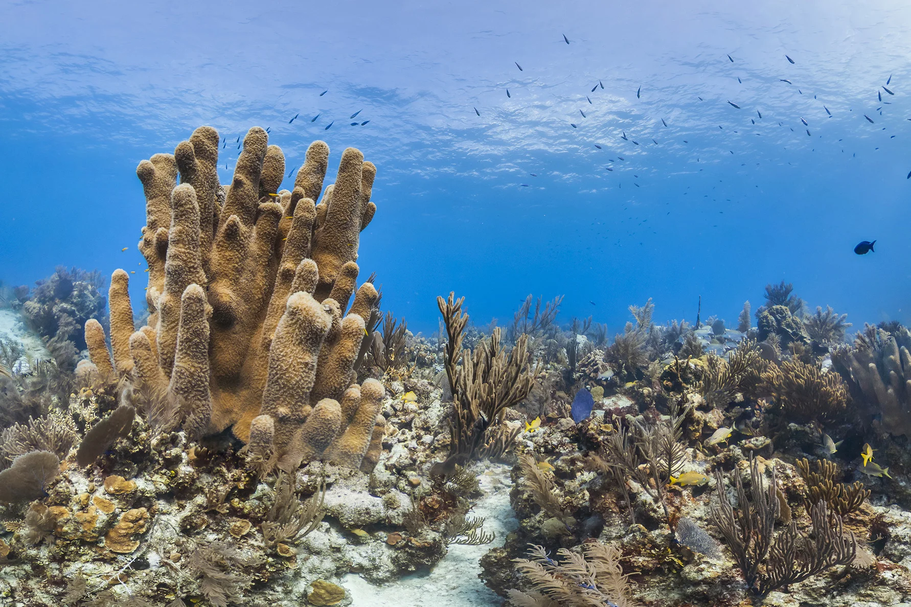 CONCEPTION RESERVE, BAHAMAS CREDIT: THE OCEAN AGENCY / XL CATLIN SEAVIEW SURVEY