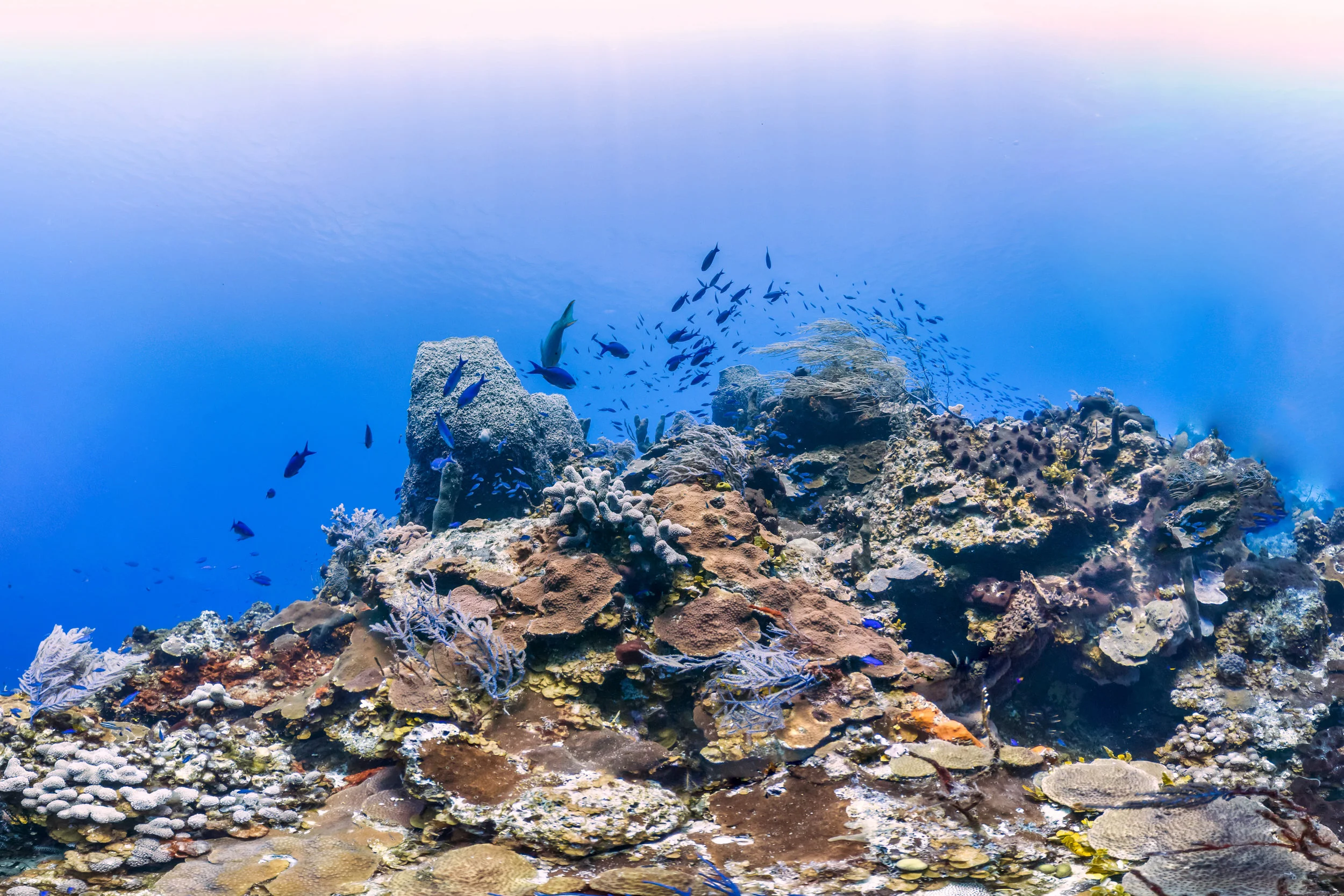 BAHAMAS CREDIT: THE OCEAN AGENCY / coral reef image bank