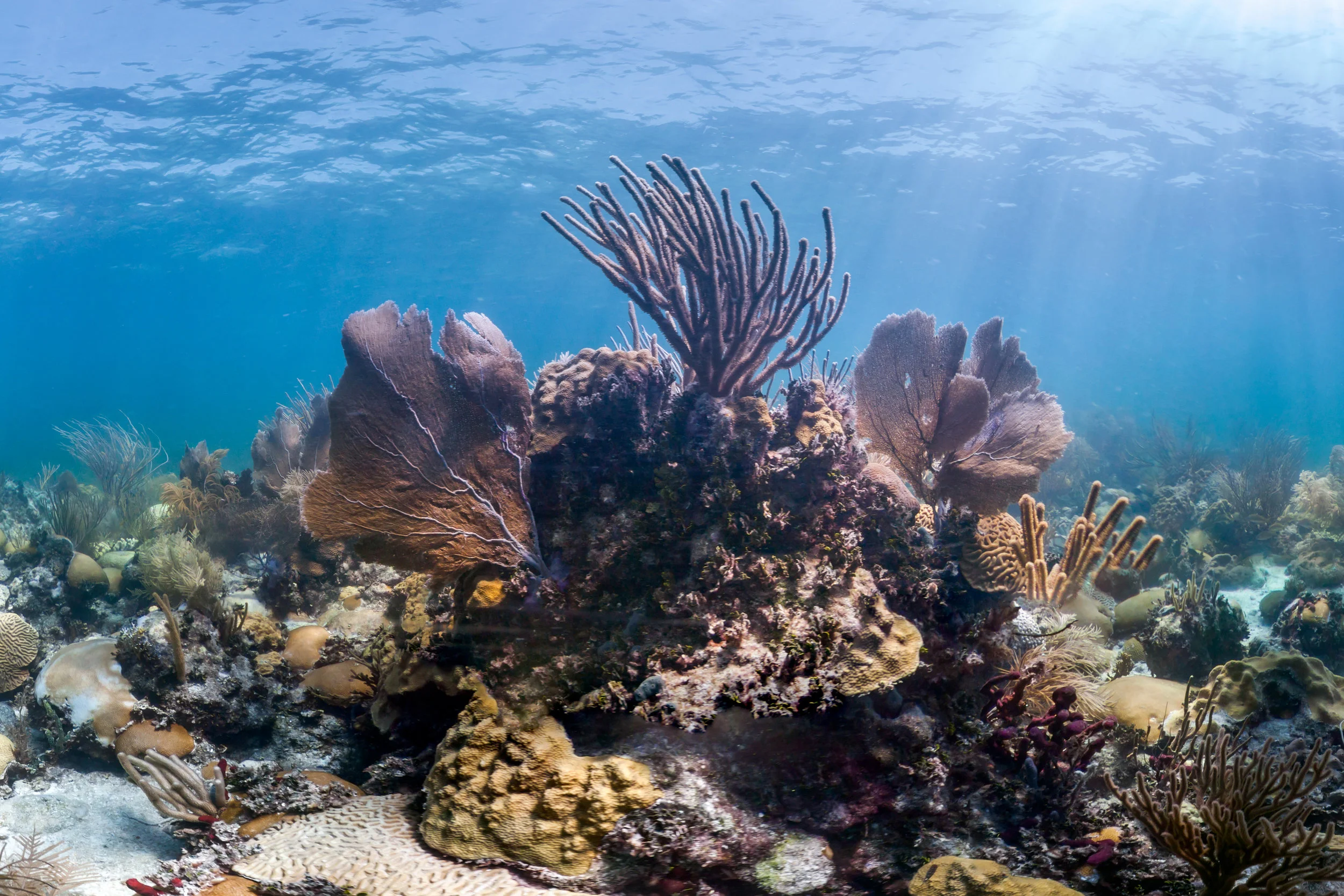 FLORIDA KEYS, USA CREDIT: THE OCEAN AGENCY / XL CATLIN SEAVIEW SURVEY
