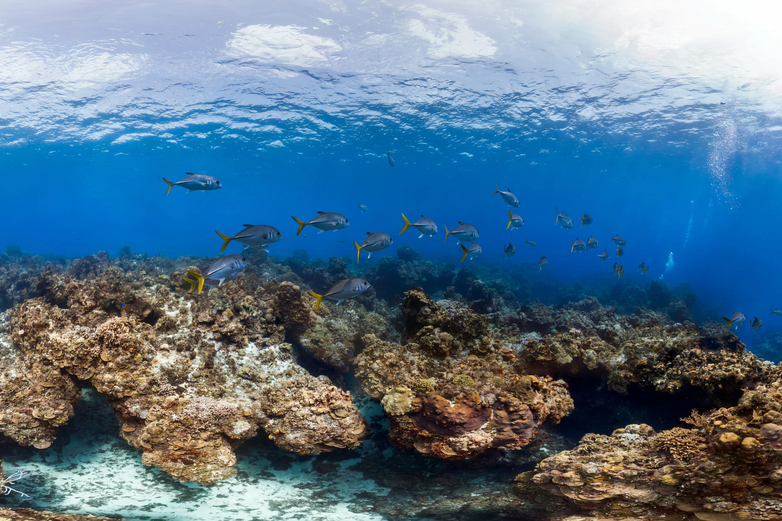 COZUMEL, MEXICO CREDIT: THE OCEAN AGENCY / XL CATLIN SEAVIEW SURVEY