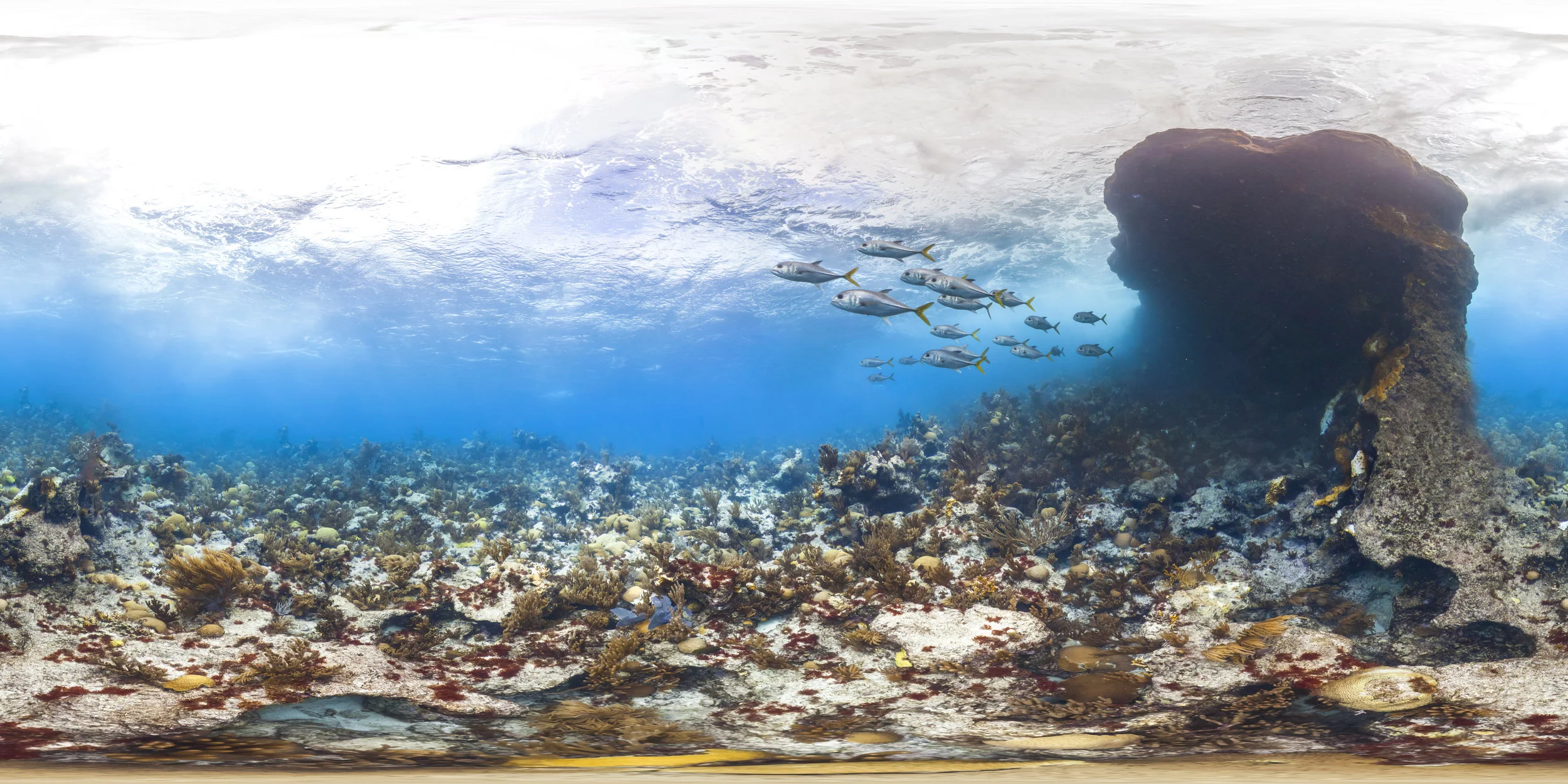 BERMUDA CREDIT: THE OCEAN AGENCY / XL CATLIN SEAVIEW SURVEY