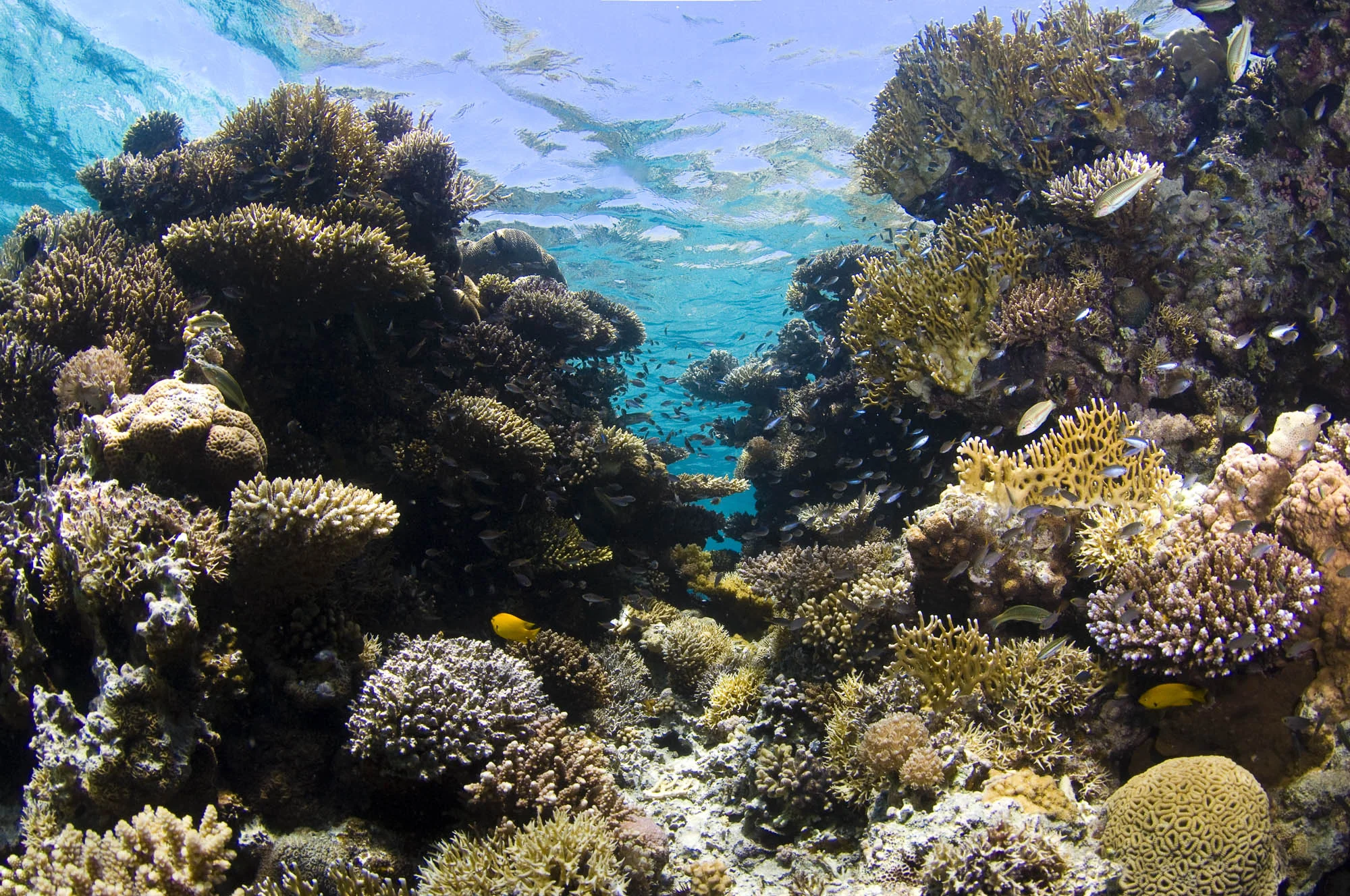 AQABA CREDIT: WARREN BAVERSTOCK / coral reef image bank