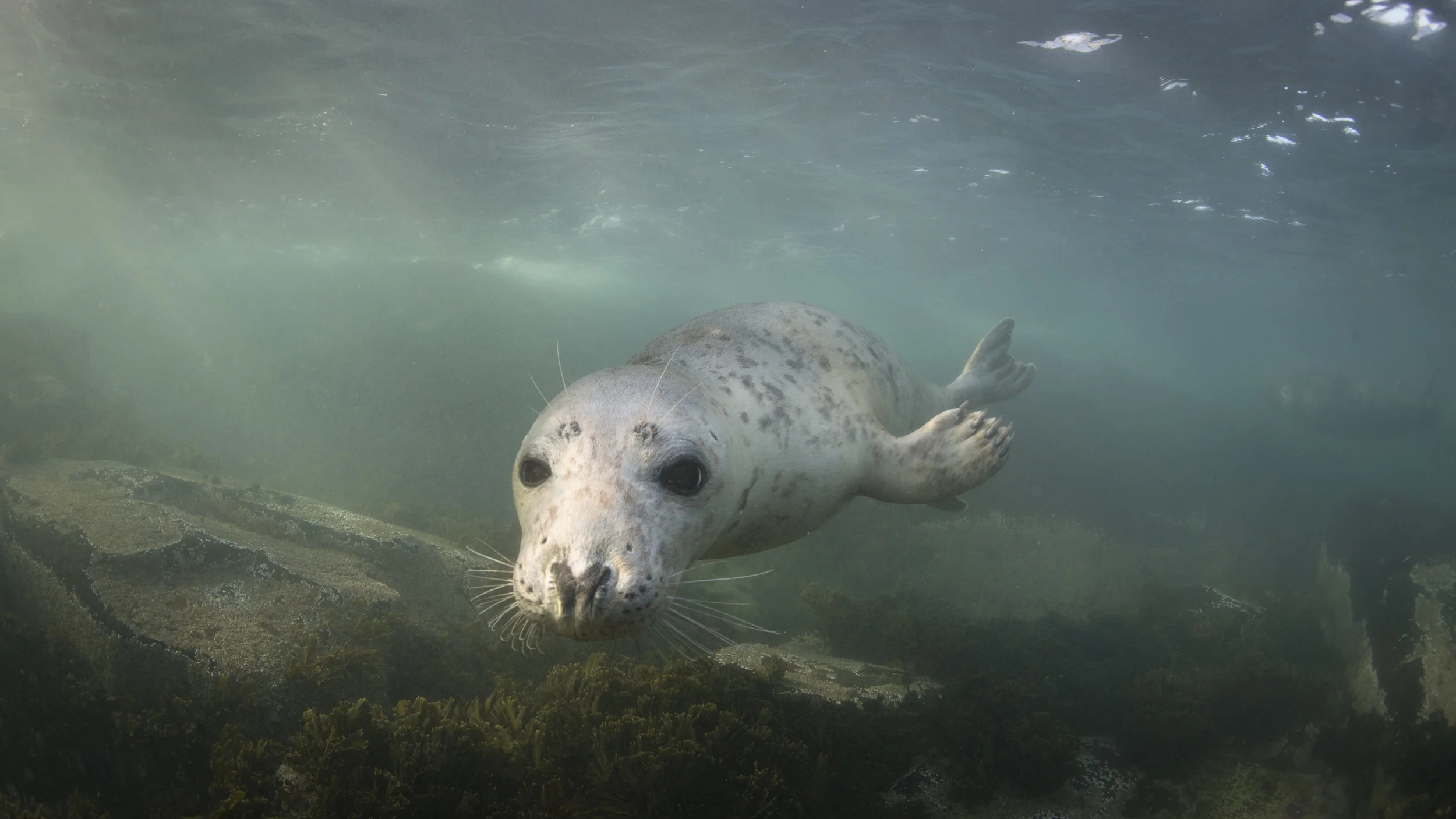 grey seal, UK redit: ellen cuylaerts / coral reef image bank