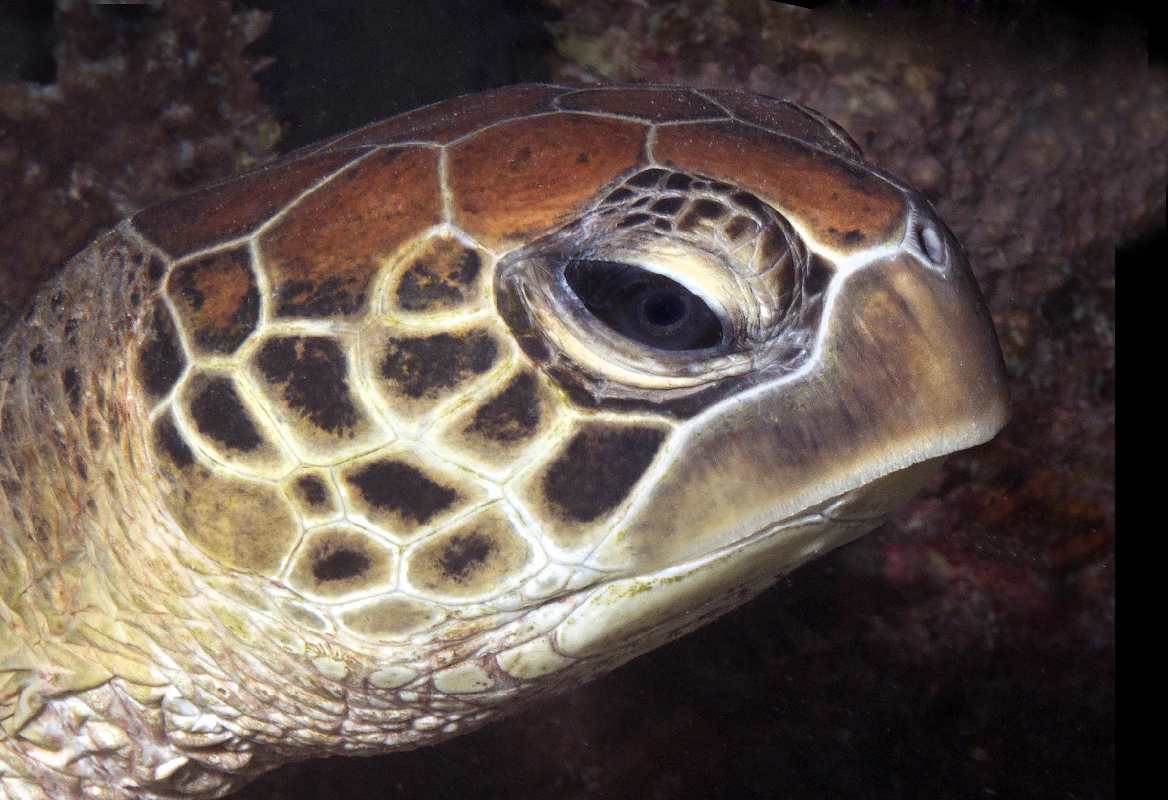 TURTLE CREDIT: THE OCEAN AGENCY / coral reef image bank