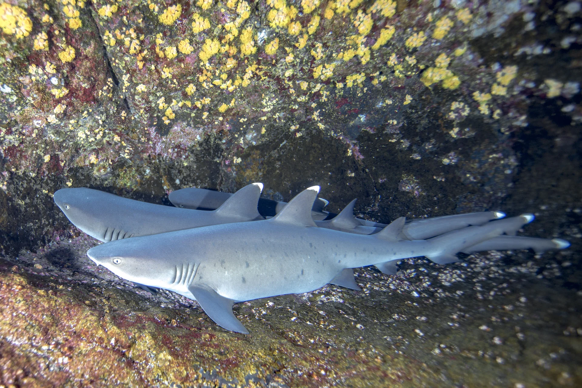 WHITETIP REEF SHARK, SOCORRO CREDIT: DAVID P. ROBINSON, PHD / coral reef image bank