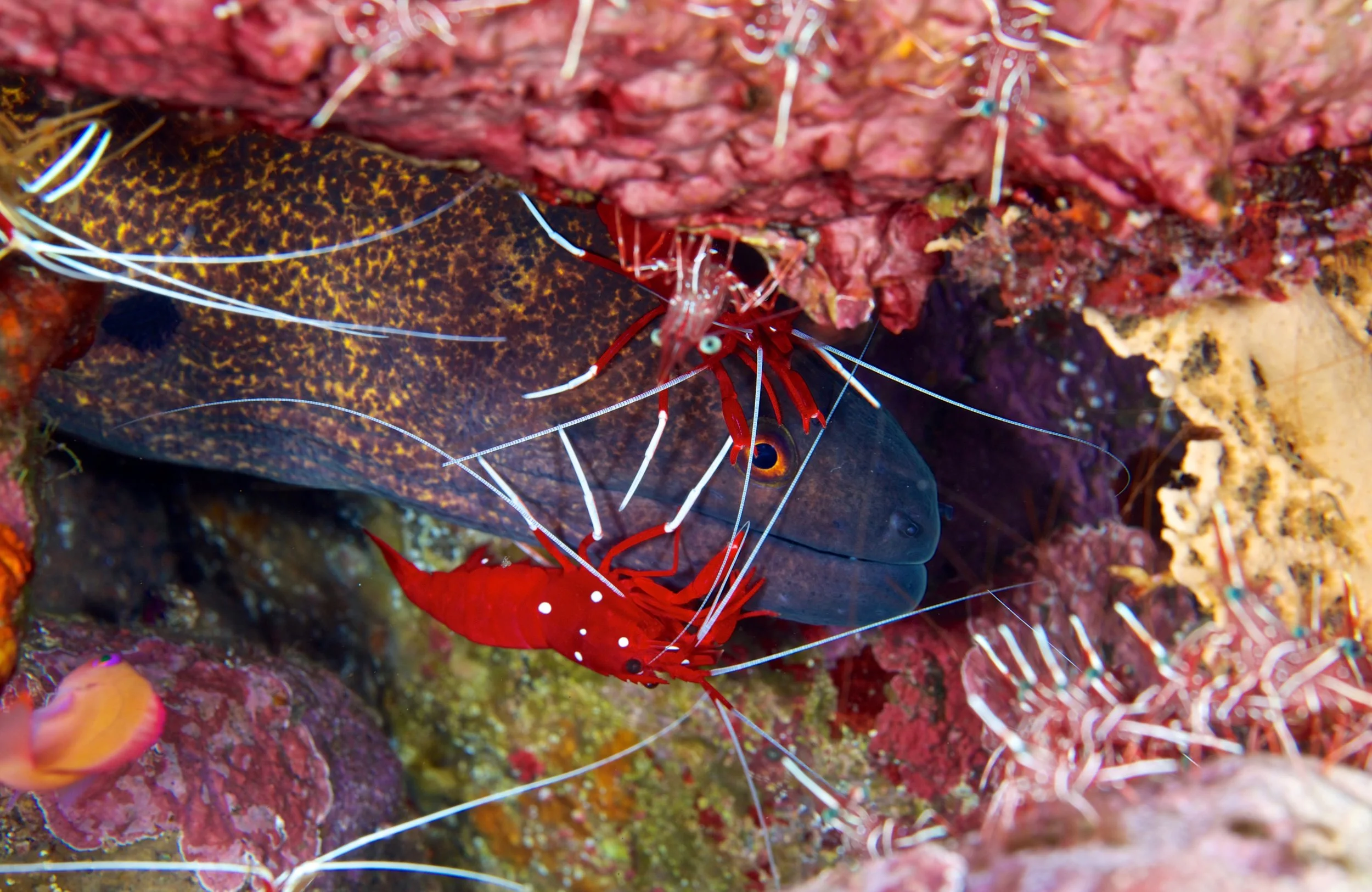 moray with cleaner shrimp credit: Gregory piper / coral reef image bank