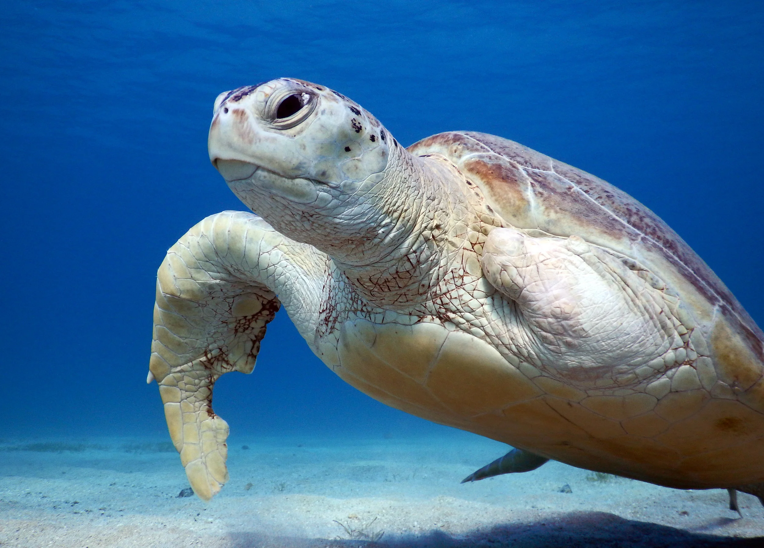 TURTLE CREDIT: Anett Szaszi / coral reef image bank