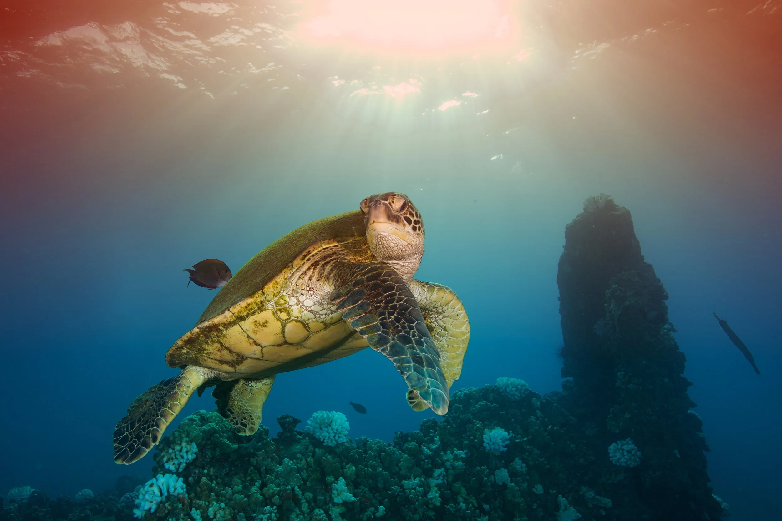 TURTLE SWIMMING credit: gregory piper / coral reef image bank