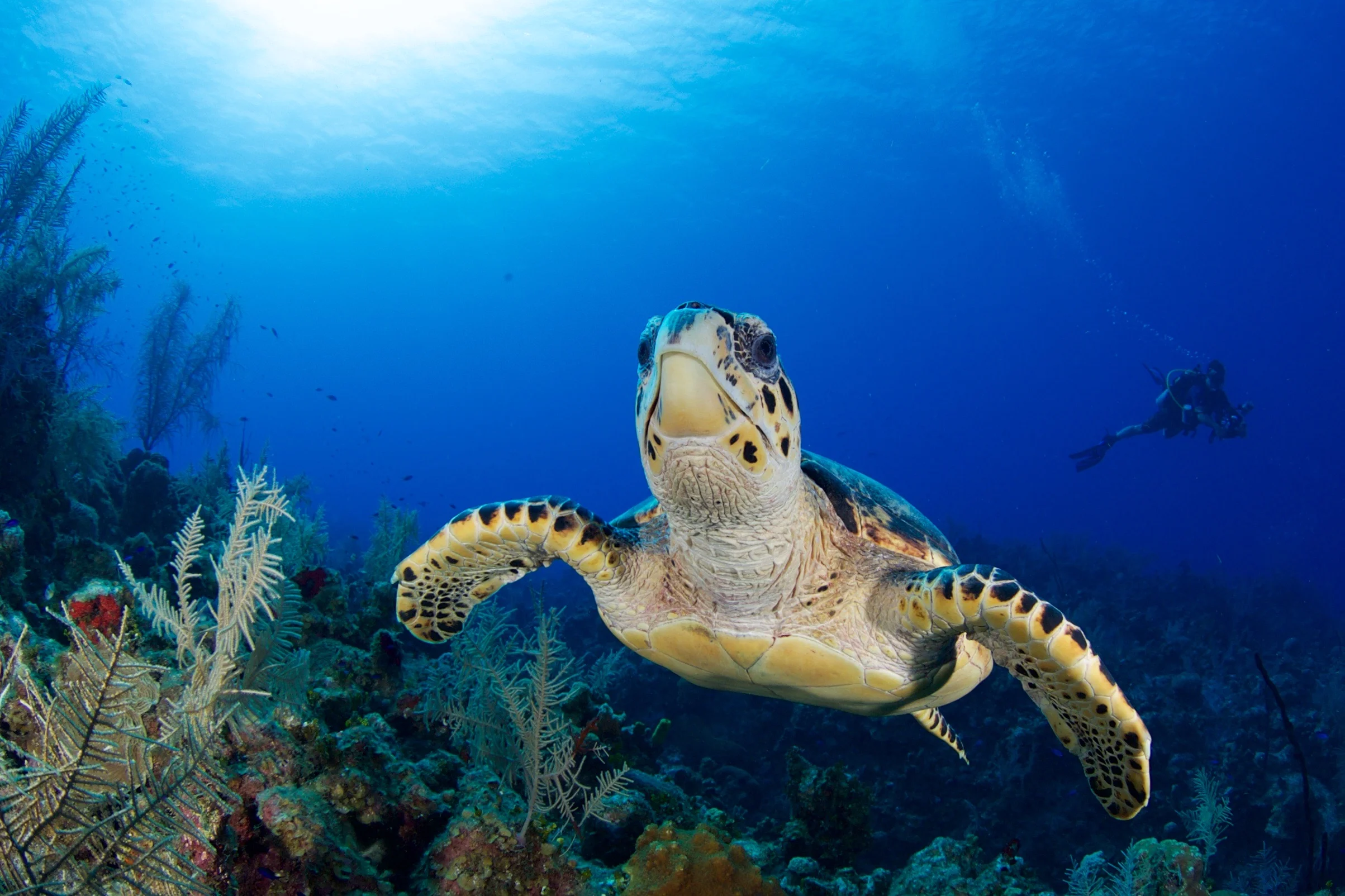 TURTLE SWIMMING credit: gregory piper / coral reef image bank
