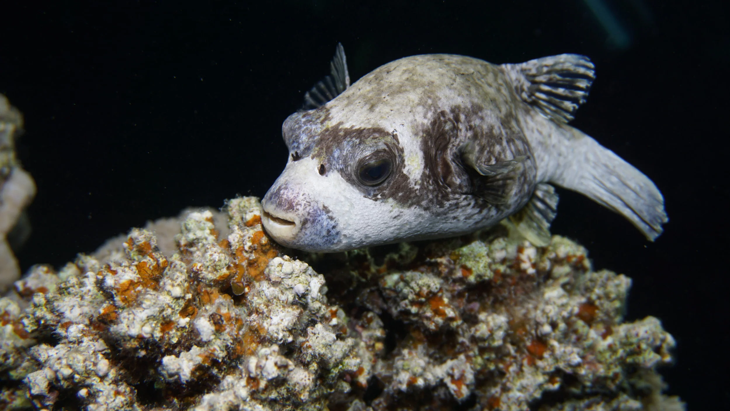puffer credit: Ceyhan Bekiroglu / coral reef image bank