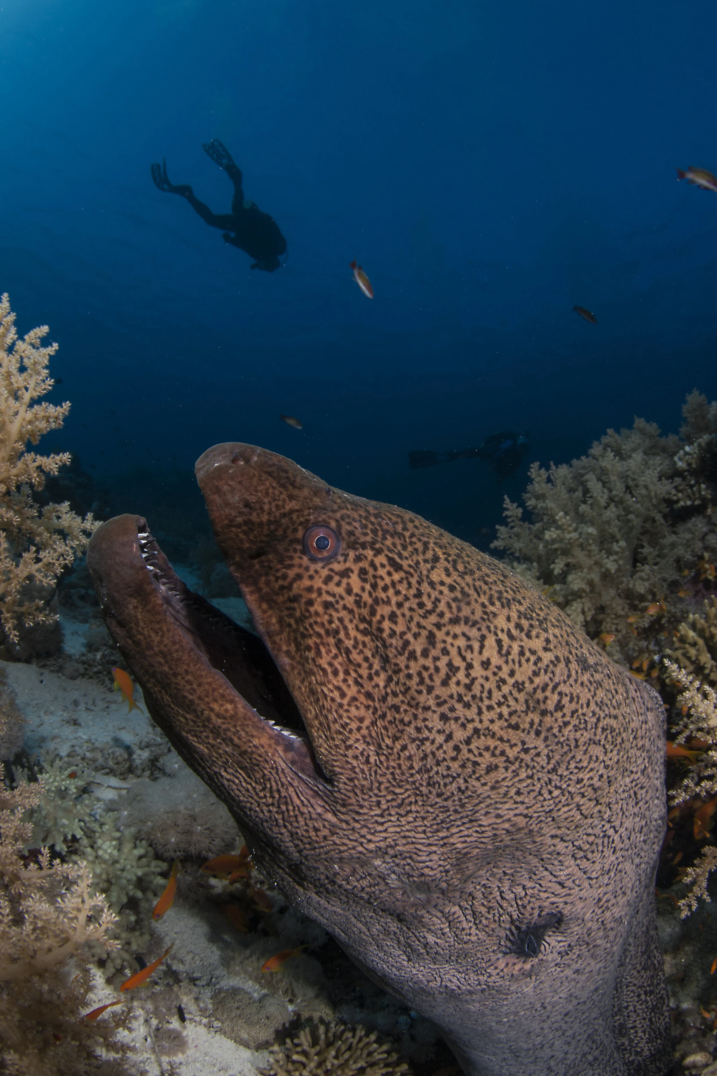 giant moray credit: Renata Romeo / coral reef image bank