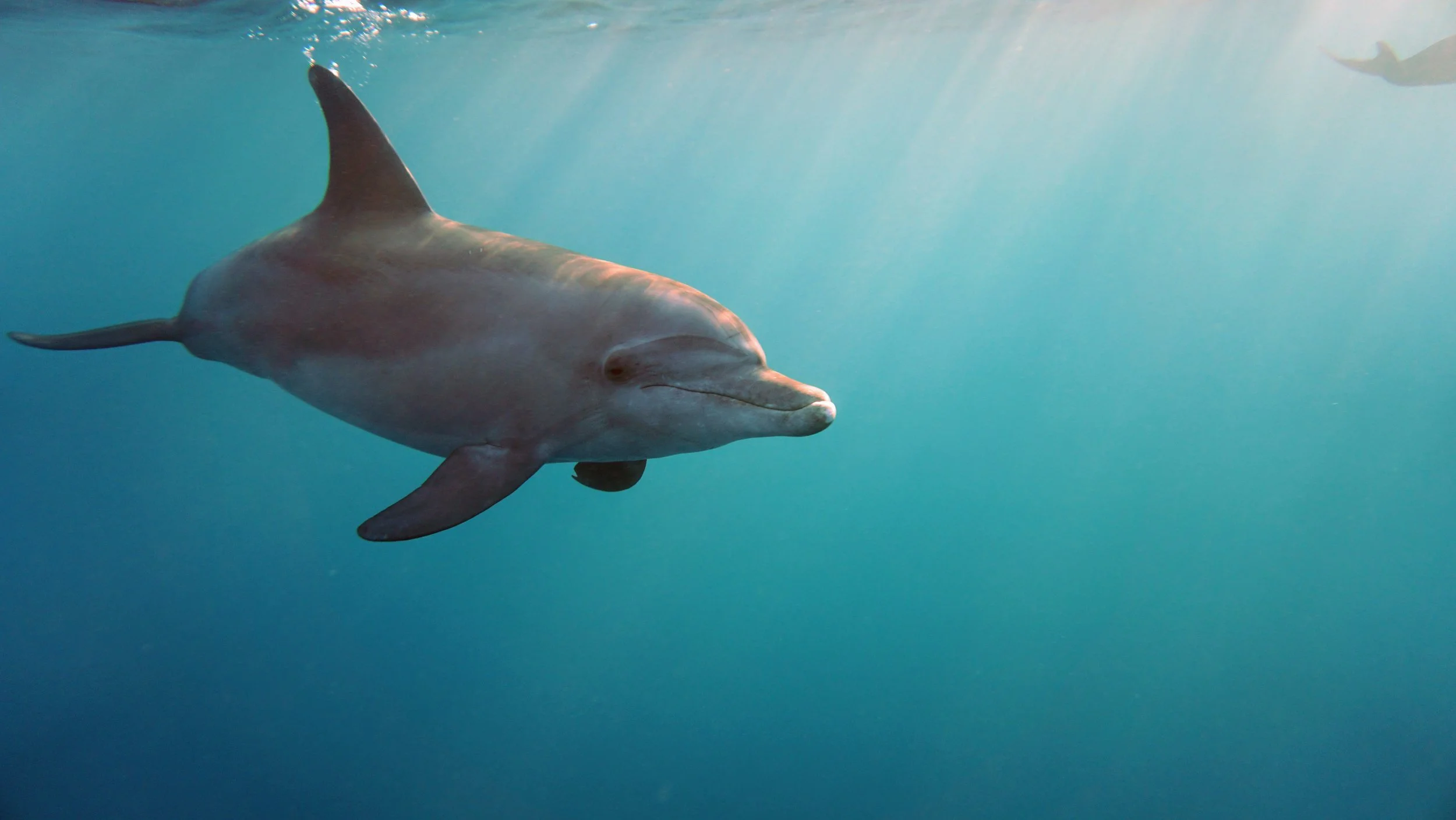 dolphin credit: ceyhan bekiroglu / coral reef image bank