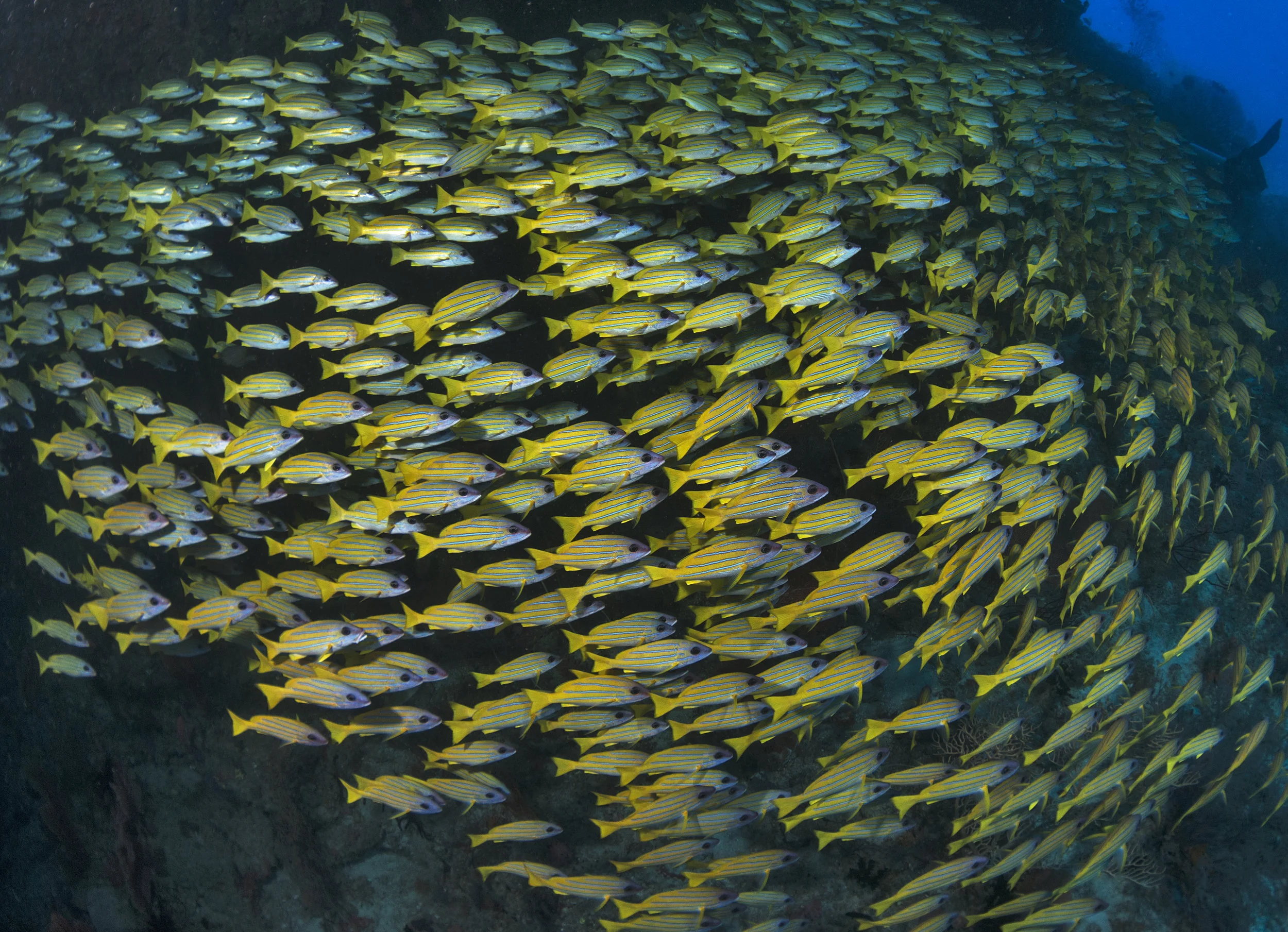 maldives credit: Jayne Jenkins / coral reef image bank