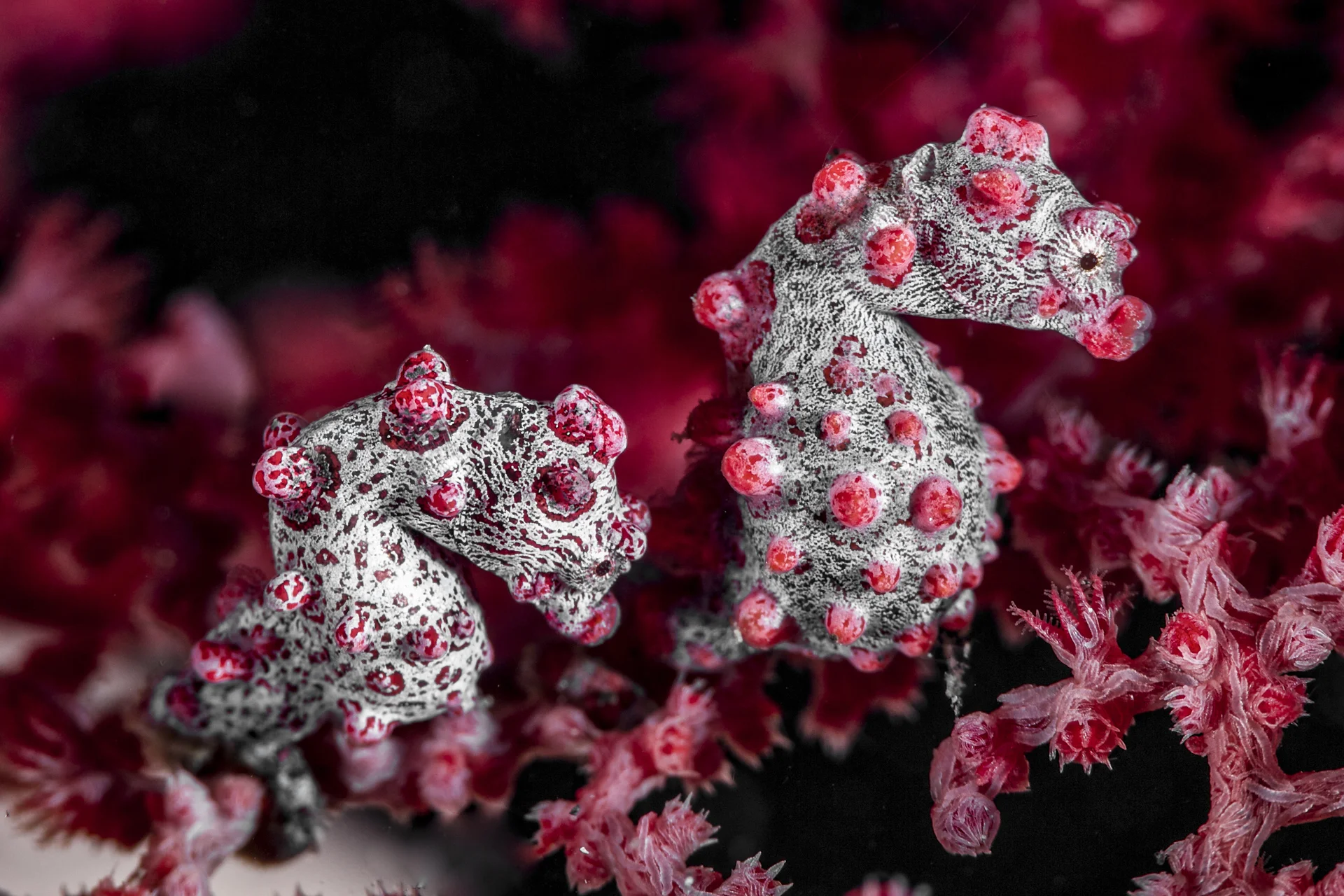 pgymy seahorse credit: david p. robinson / coral reef image bank
