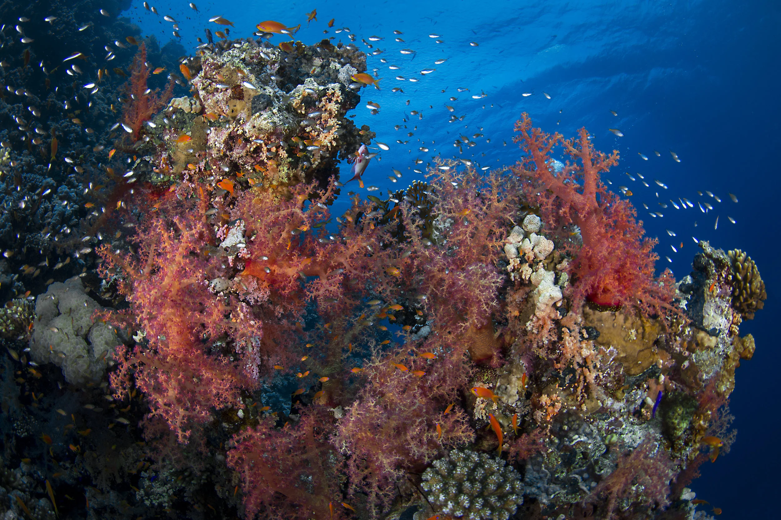 Woodhouse Reef, Tiran Island redit: renata romeo / coral reef image bank