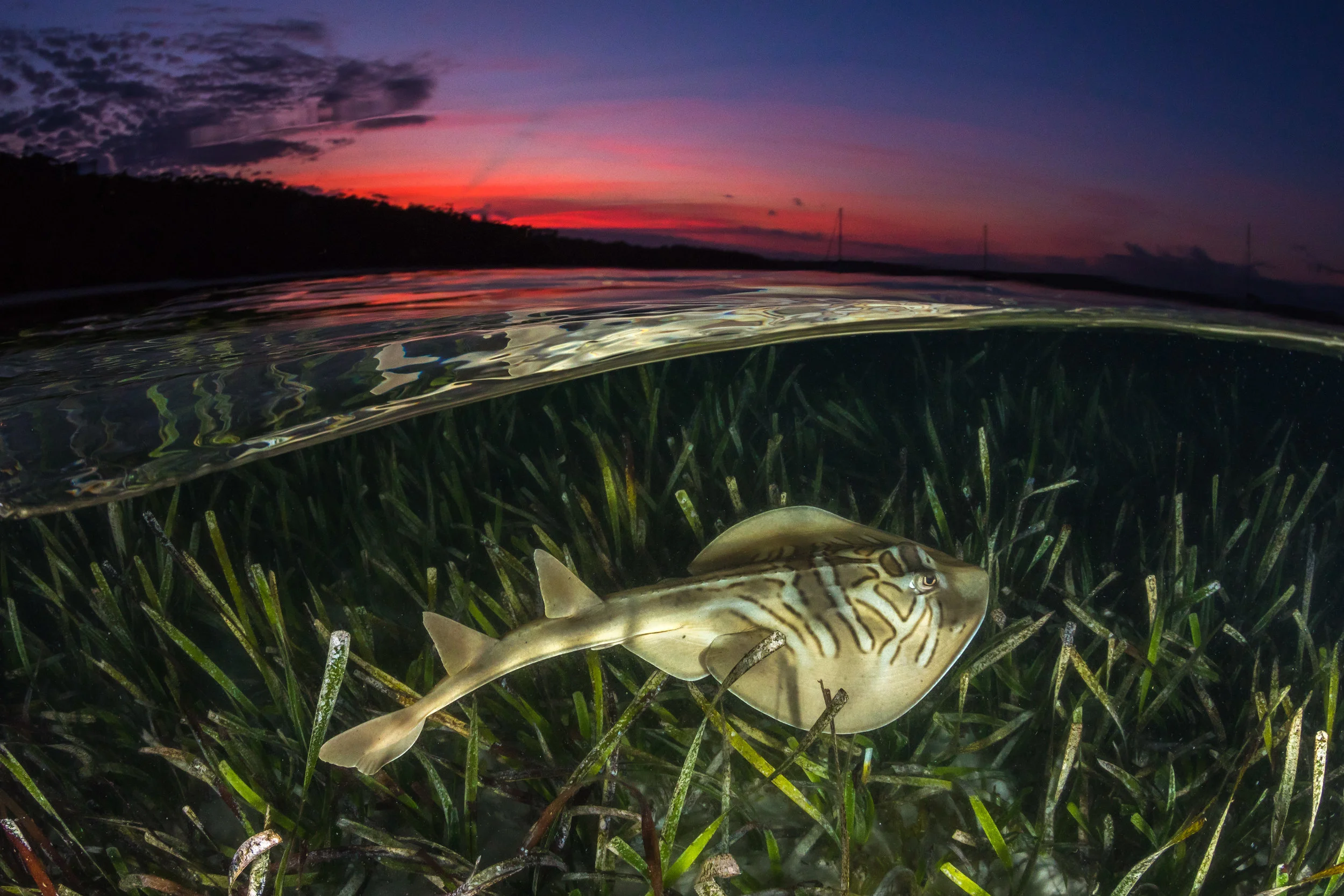Eastern Fiddlar Ray credit: JORDAN ROBINS / coral reef image bank