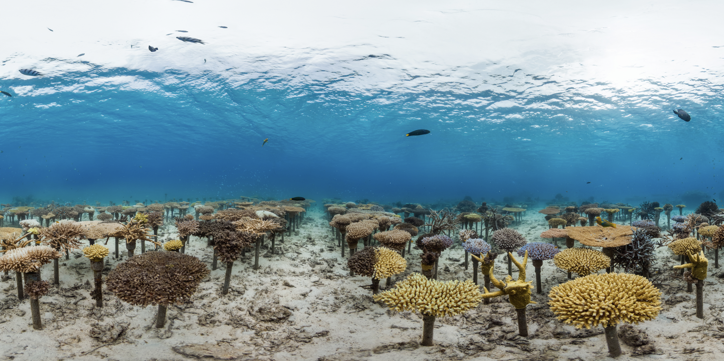 onna, okinawa, JAPAN CREDIT: THE OCEAN AGENCY / CORAL REEF IMAGE BANK