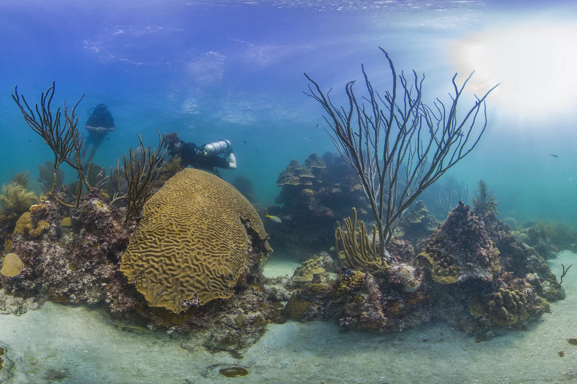 florida credit: THE OCEAN AGENCY / XL CATLIN SEAVIEW SURVEY