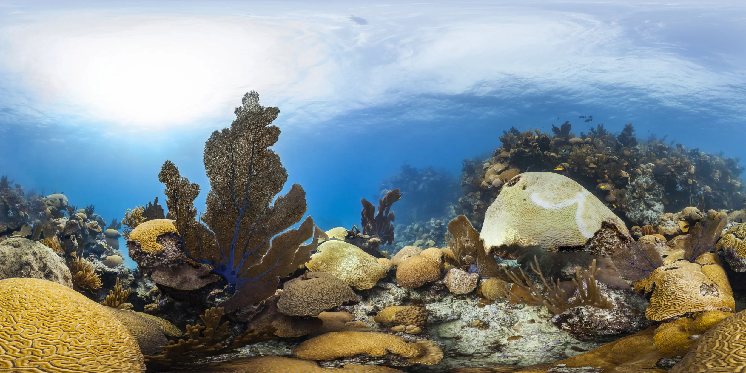 bermuda credit: THE OCEAN AGENCY / XL CATLIN SEAVIEW SURVEY
